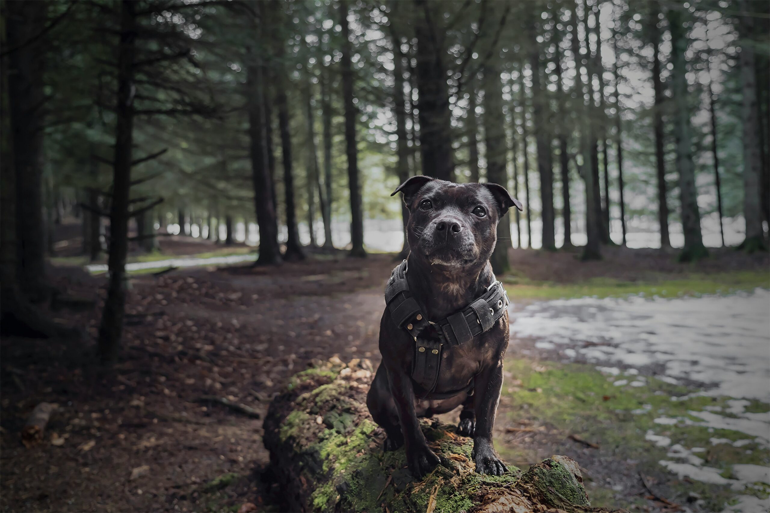 Staffordshire Bull Terrier pet insurance