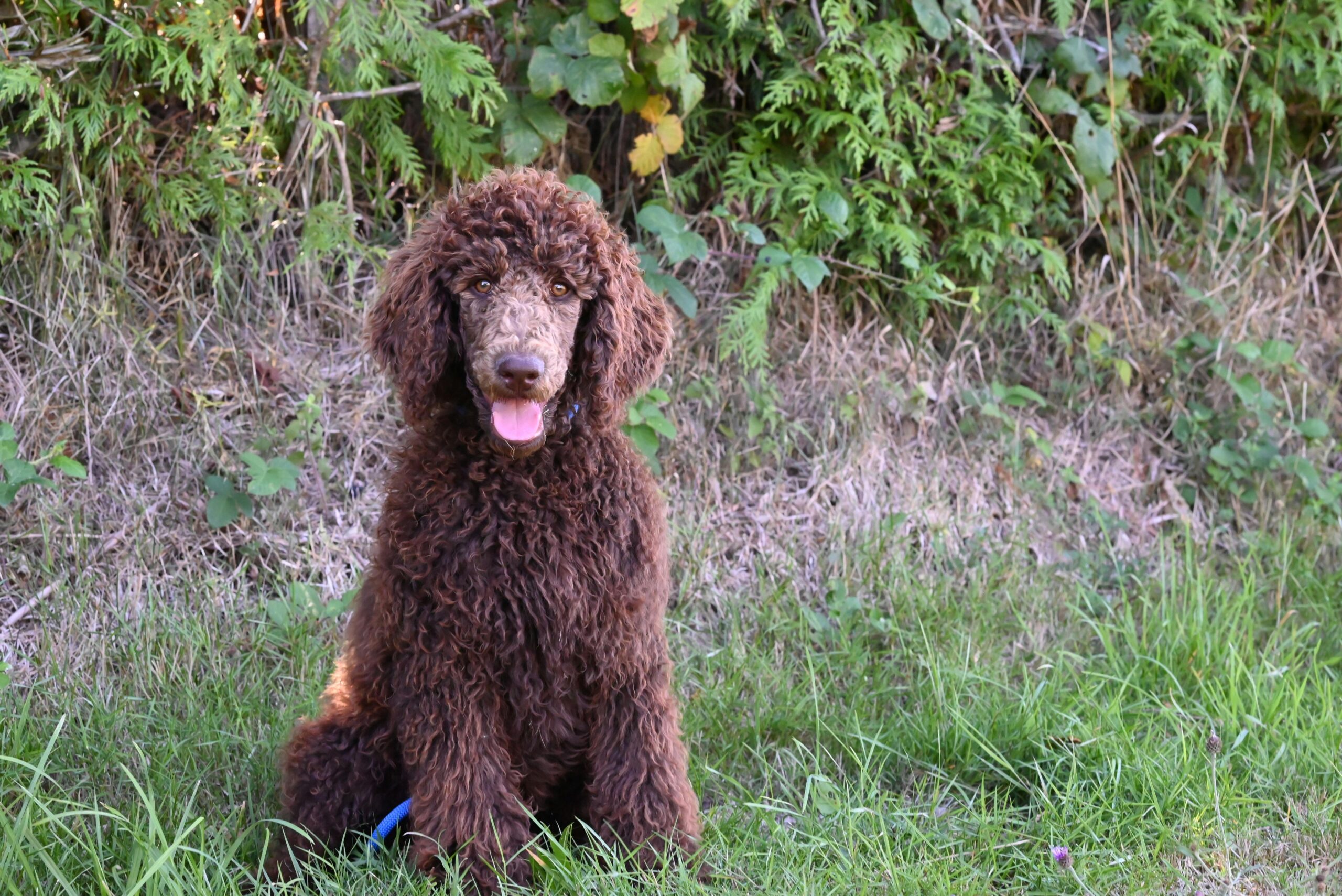 Standard Poodle pet insurance