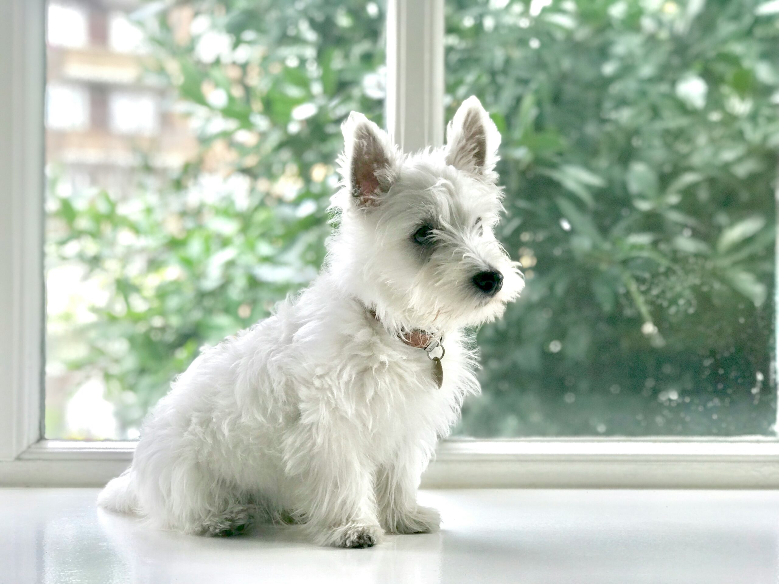 West Highland White Terrier pet insurance