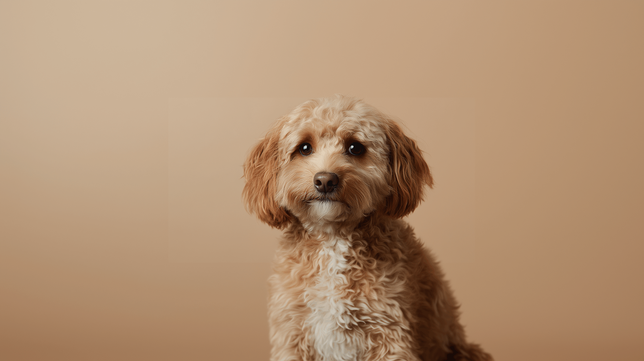 Cavapoo pet insurance