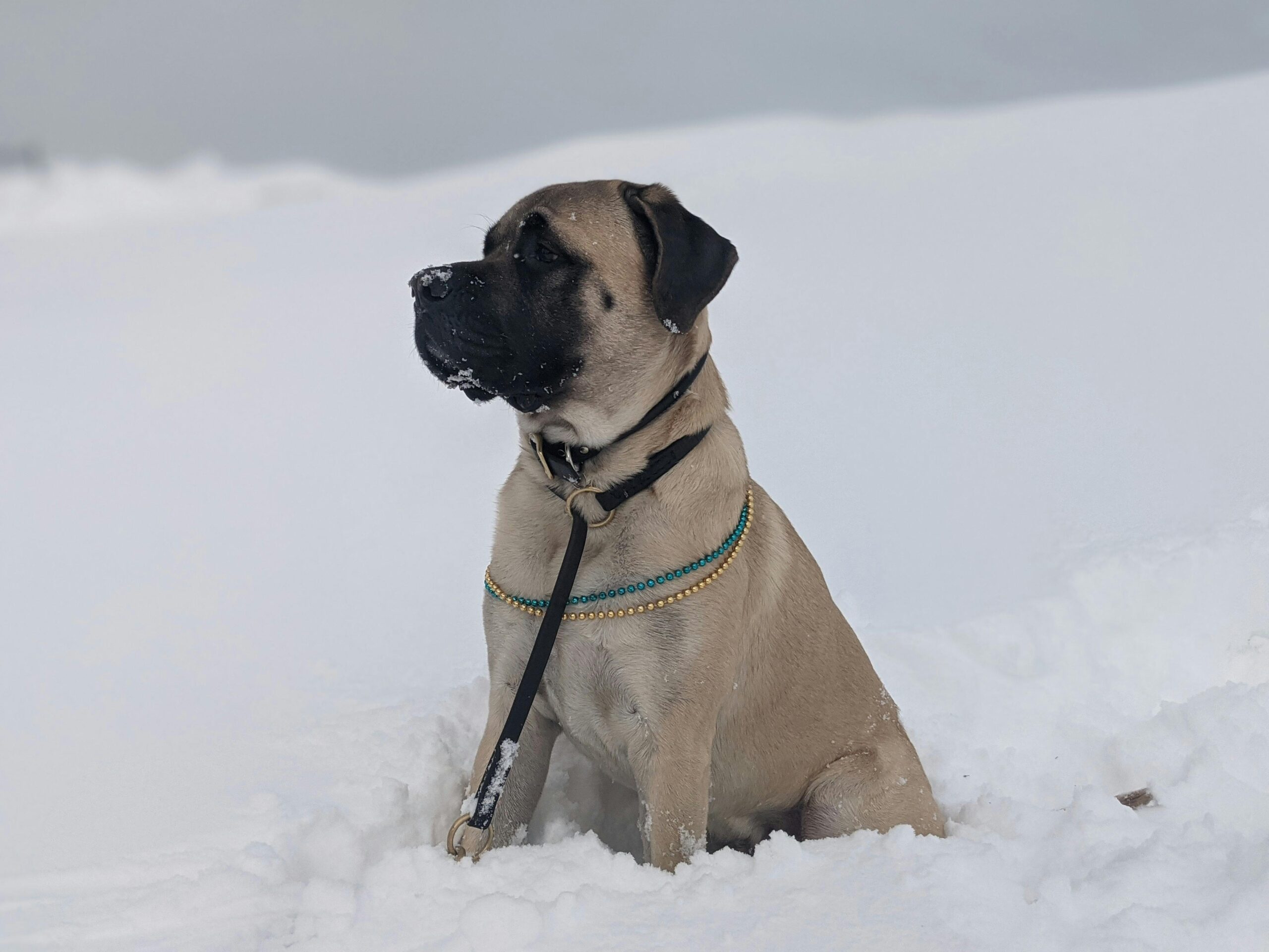 English Mastiff pet insurance