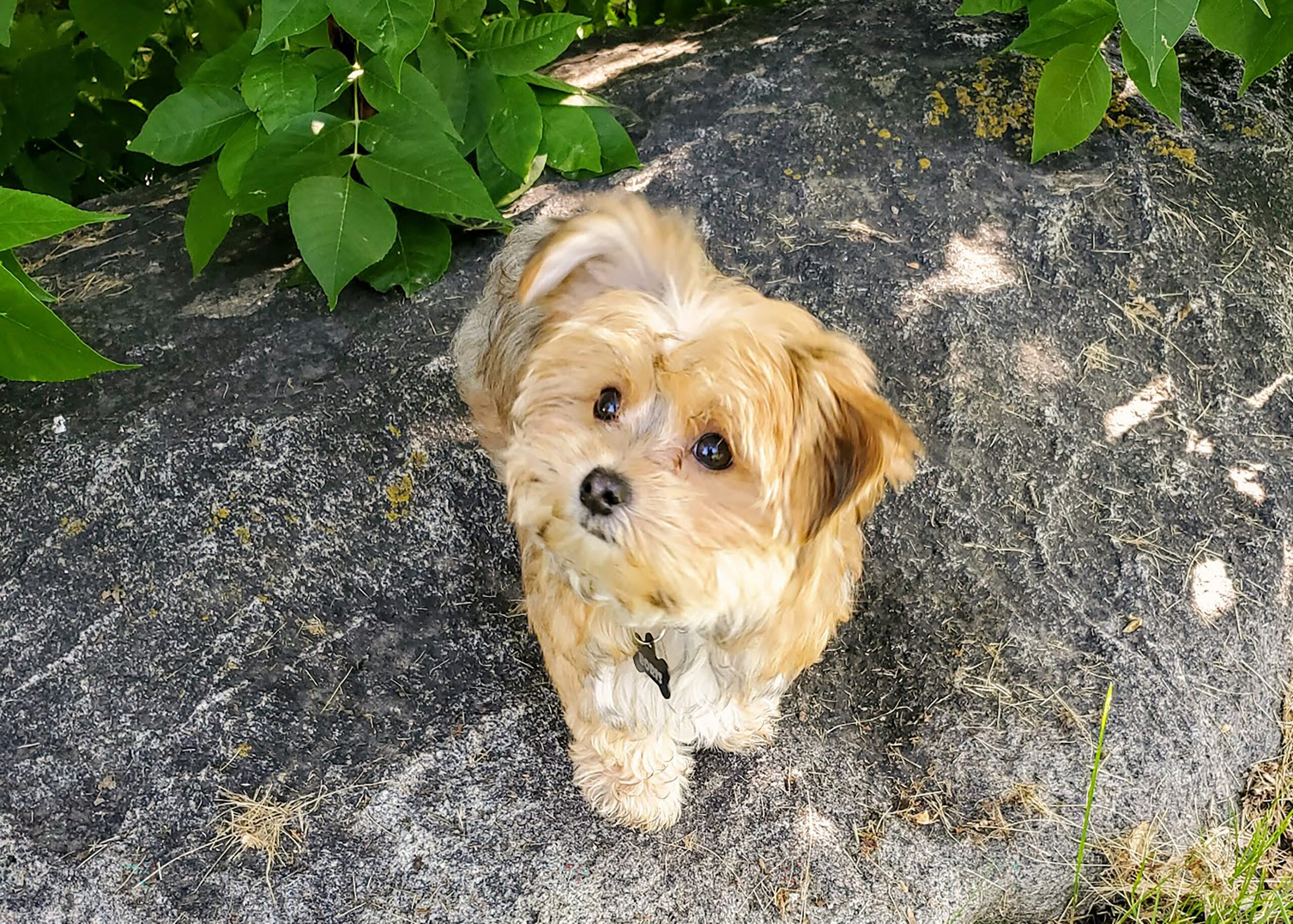 Morkie pet insurance