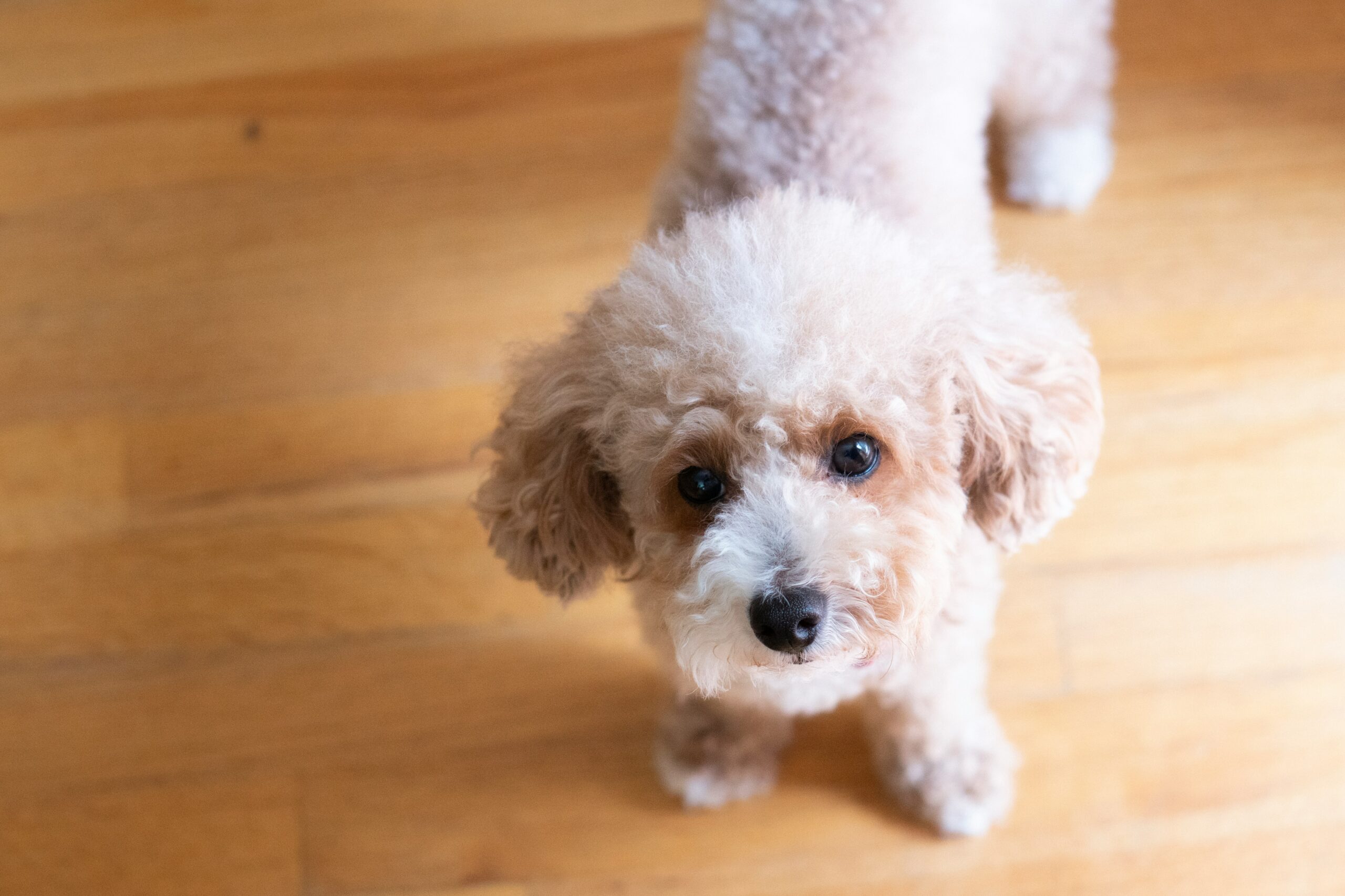 Toy Poodle pet insurance