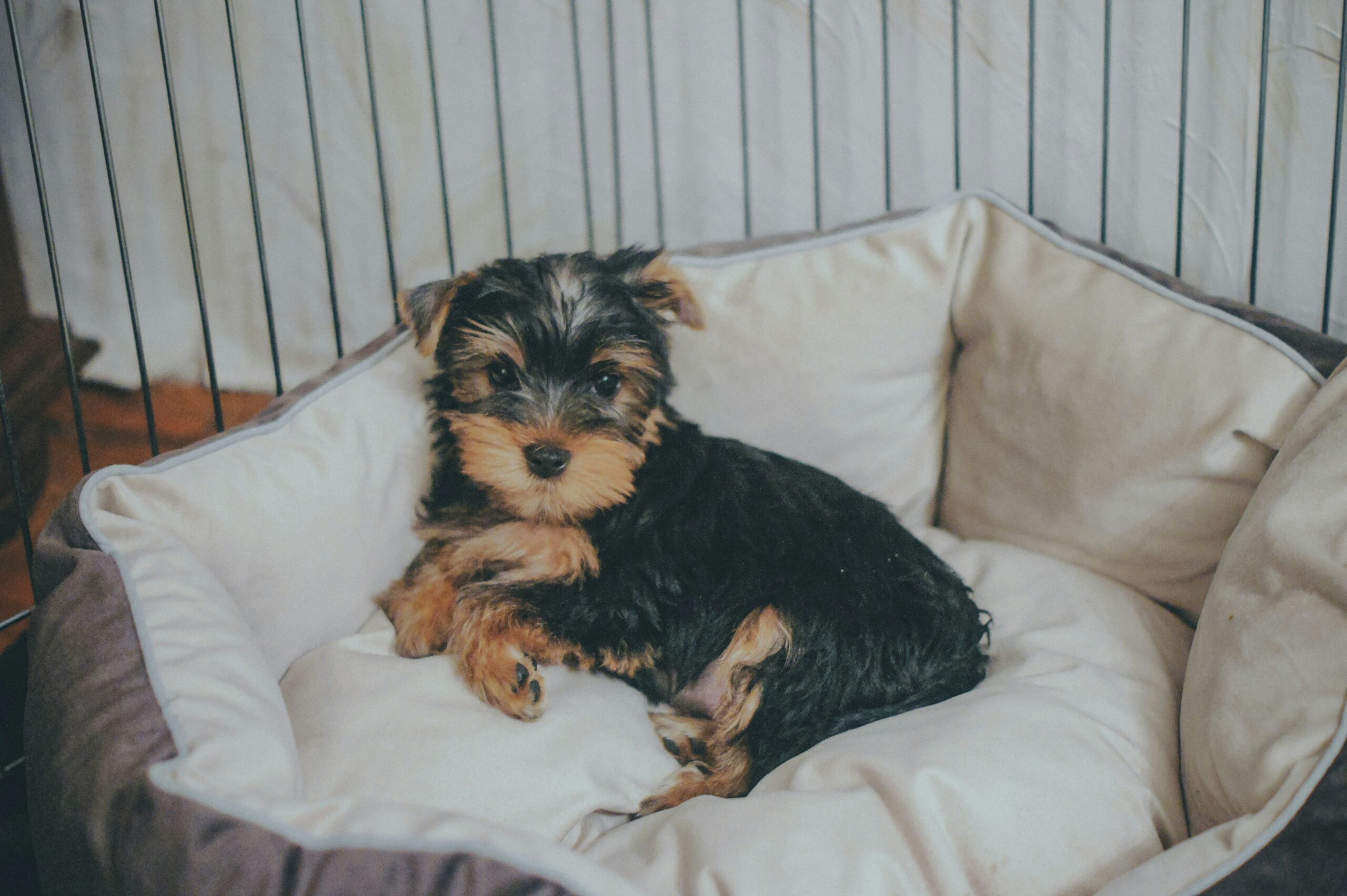 Yorkiepoo pet insurance