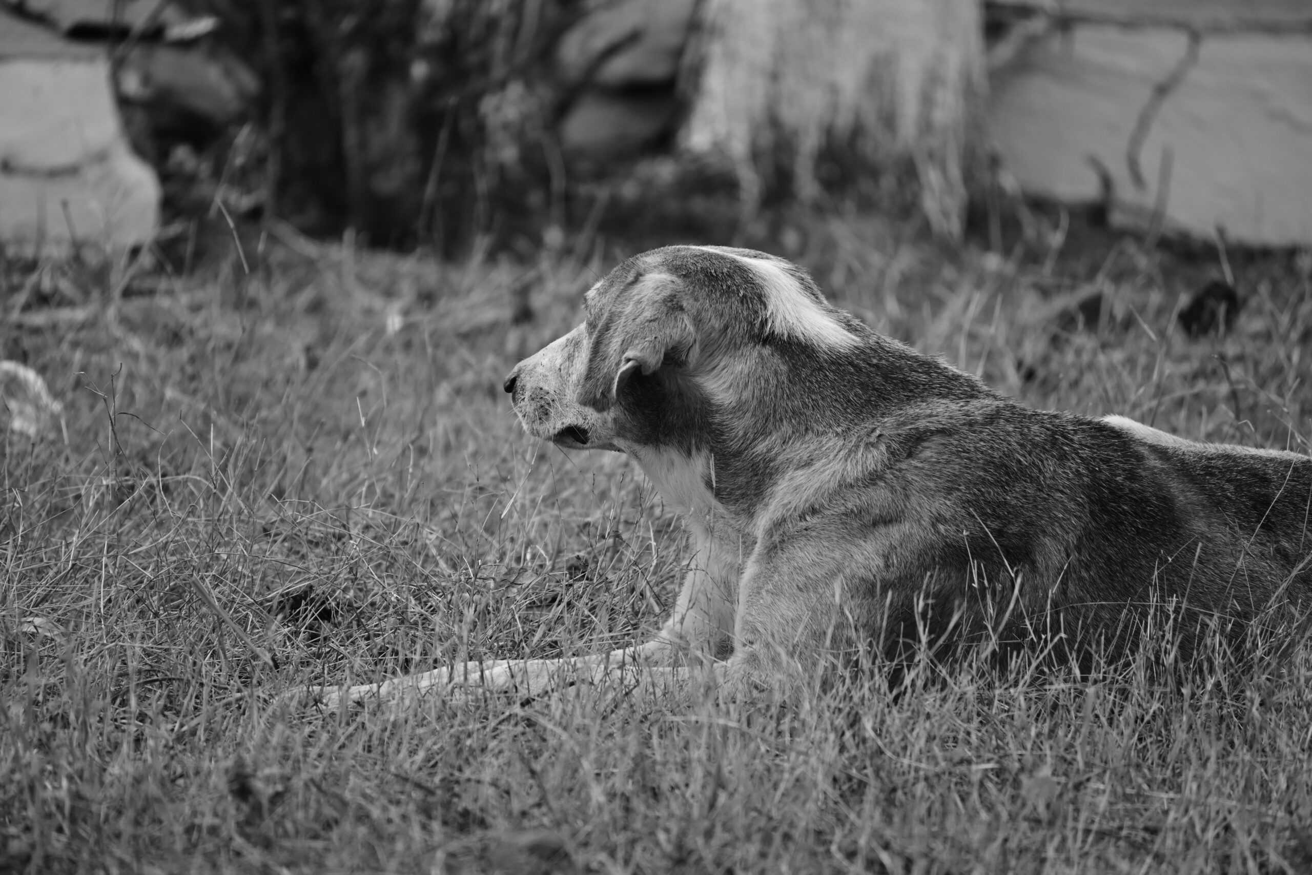1930s dog names female