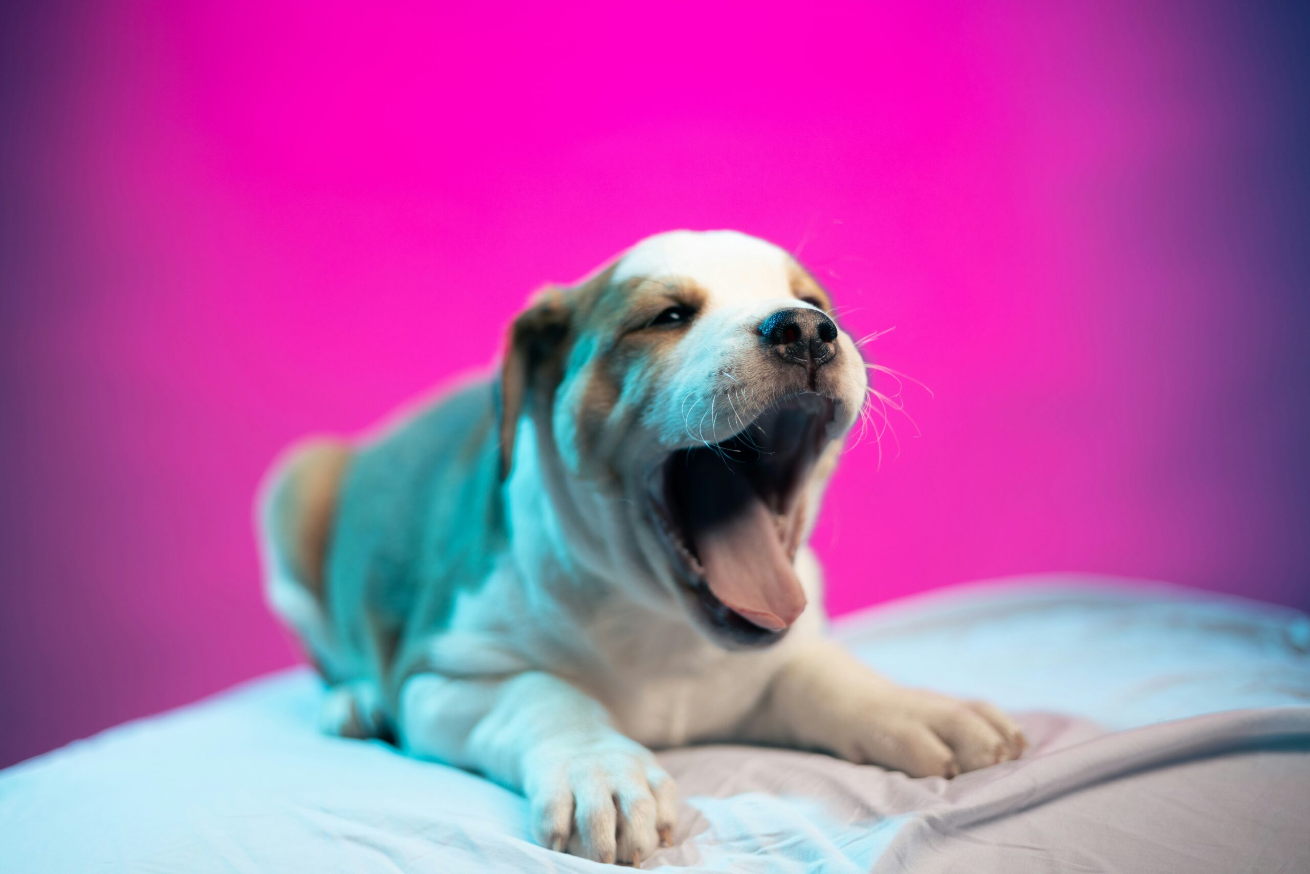 80s dog names female