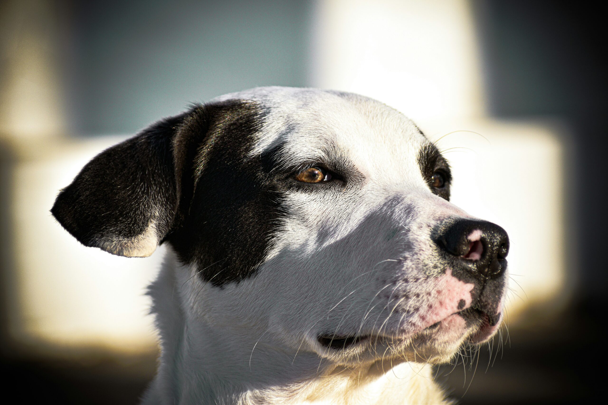 american pitbull terrier dog names