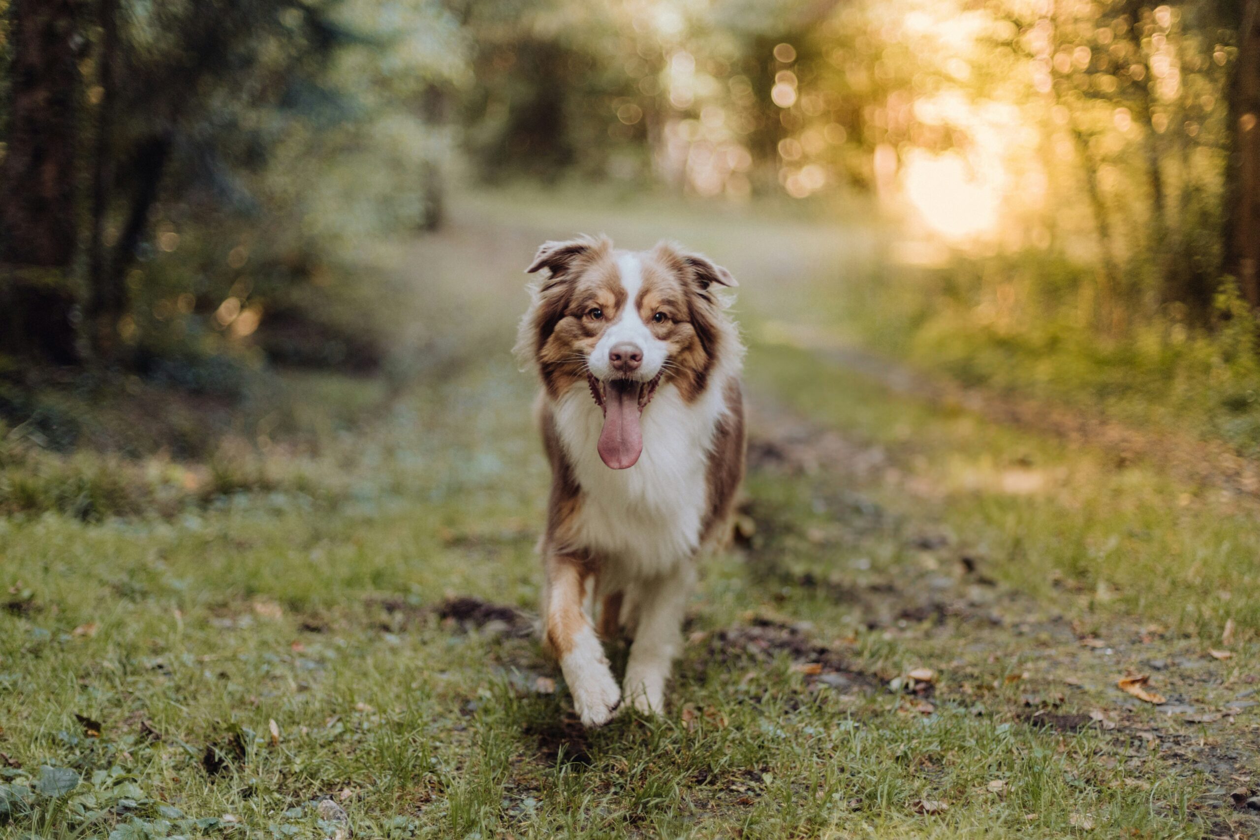 australian shepherd dog names