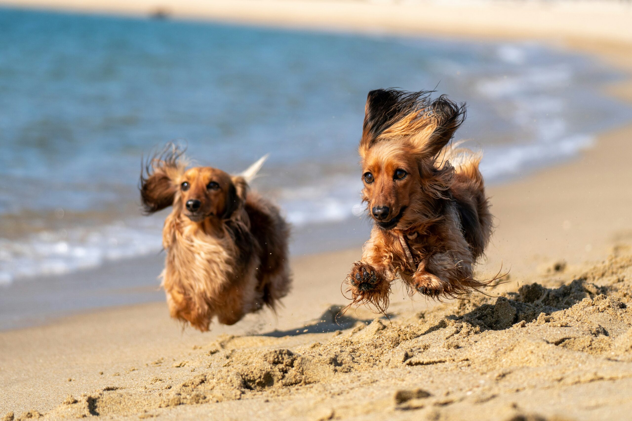 beach dog names