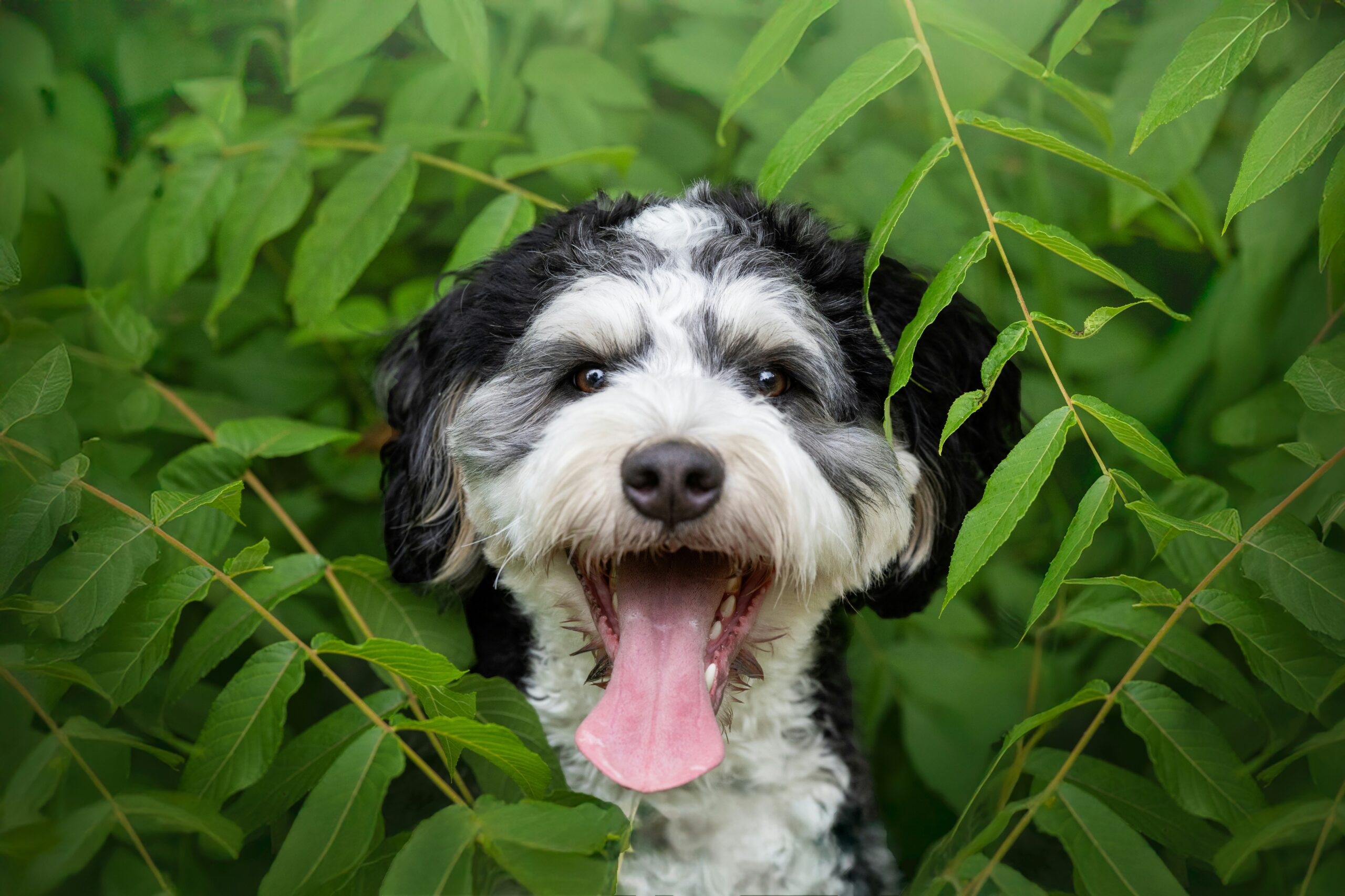 bernedoodle dog names