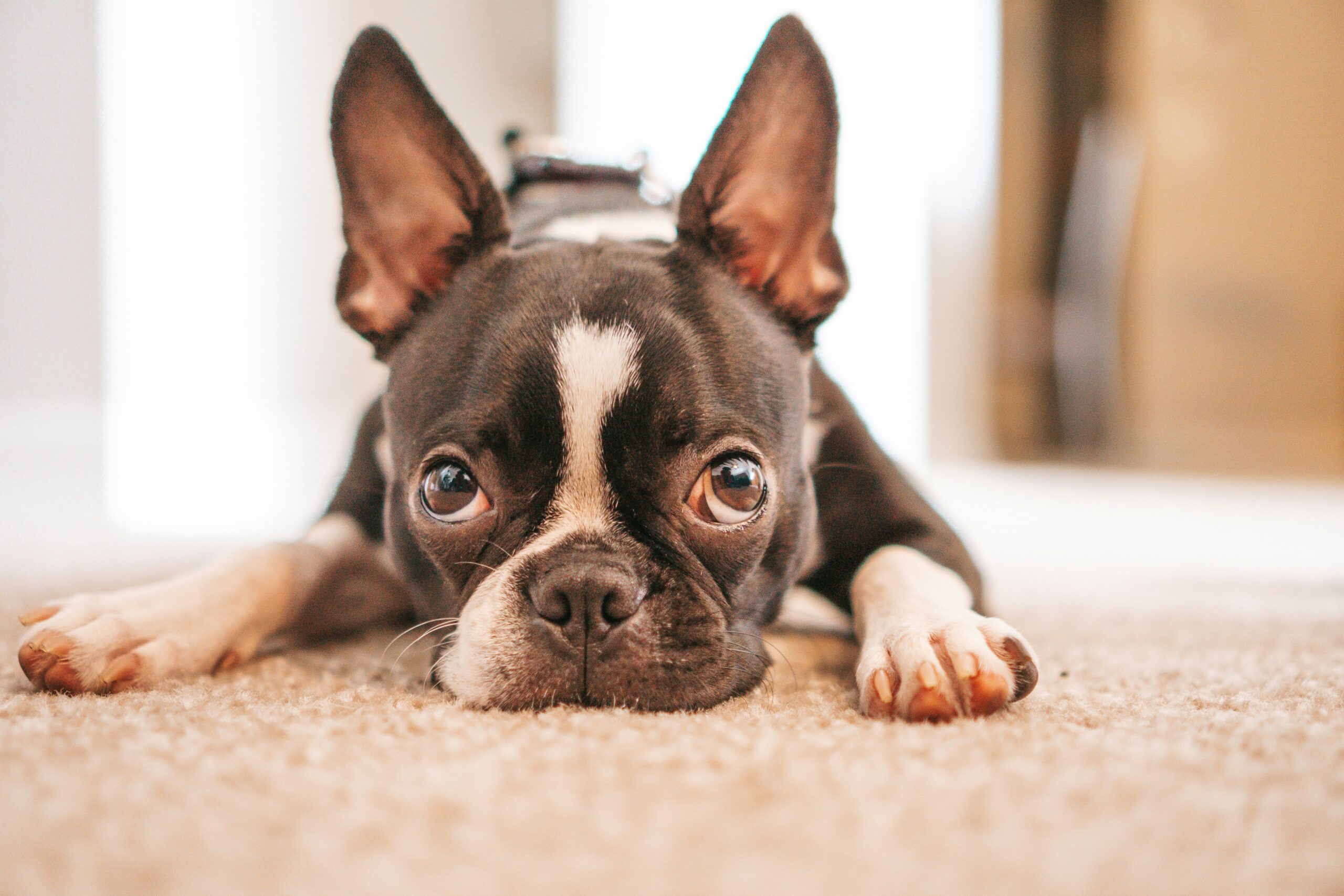 boston terrier dog names