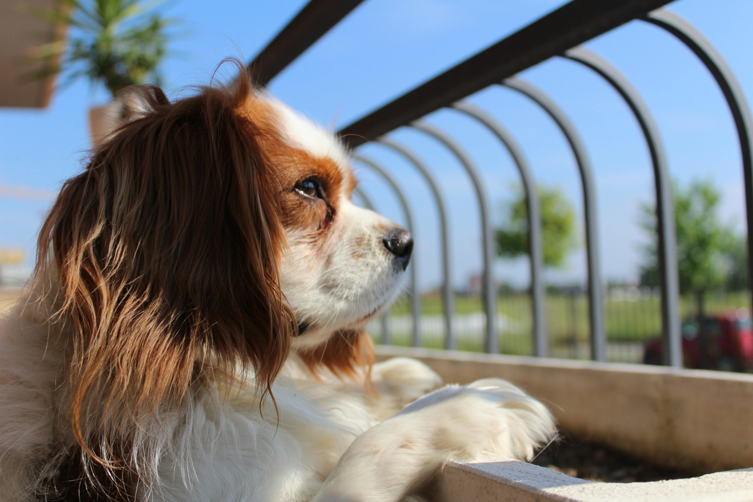 cavalier king charles spaniel dog names