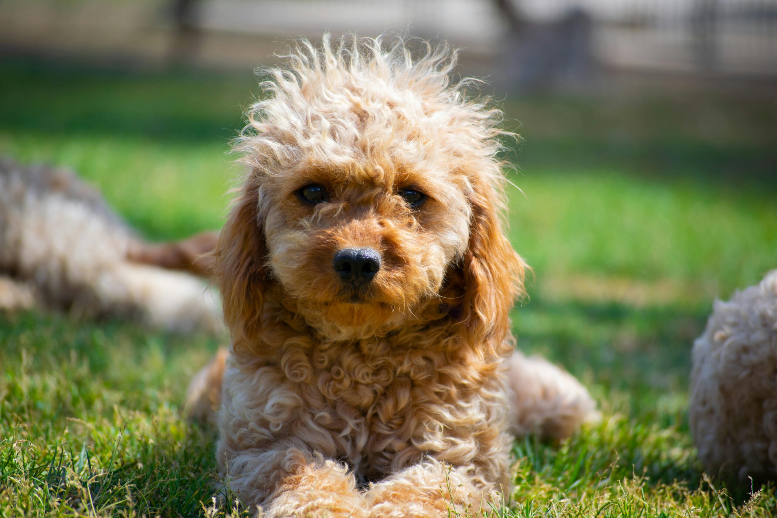 cavapoo dog names