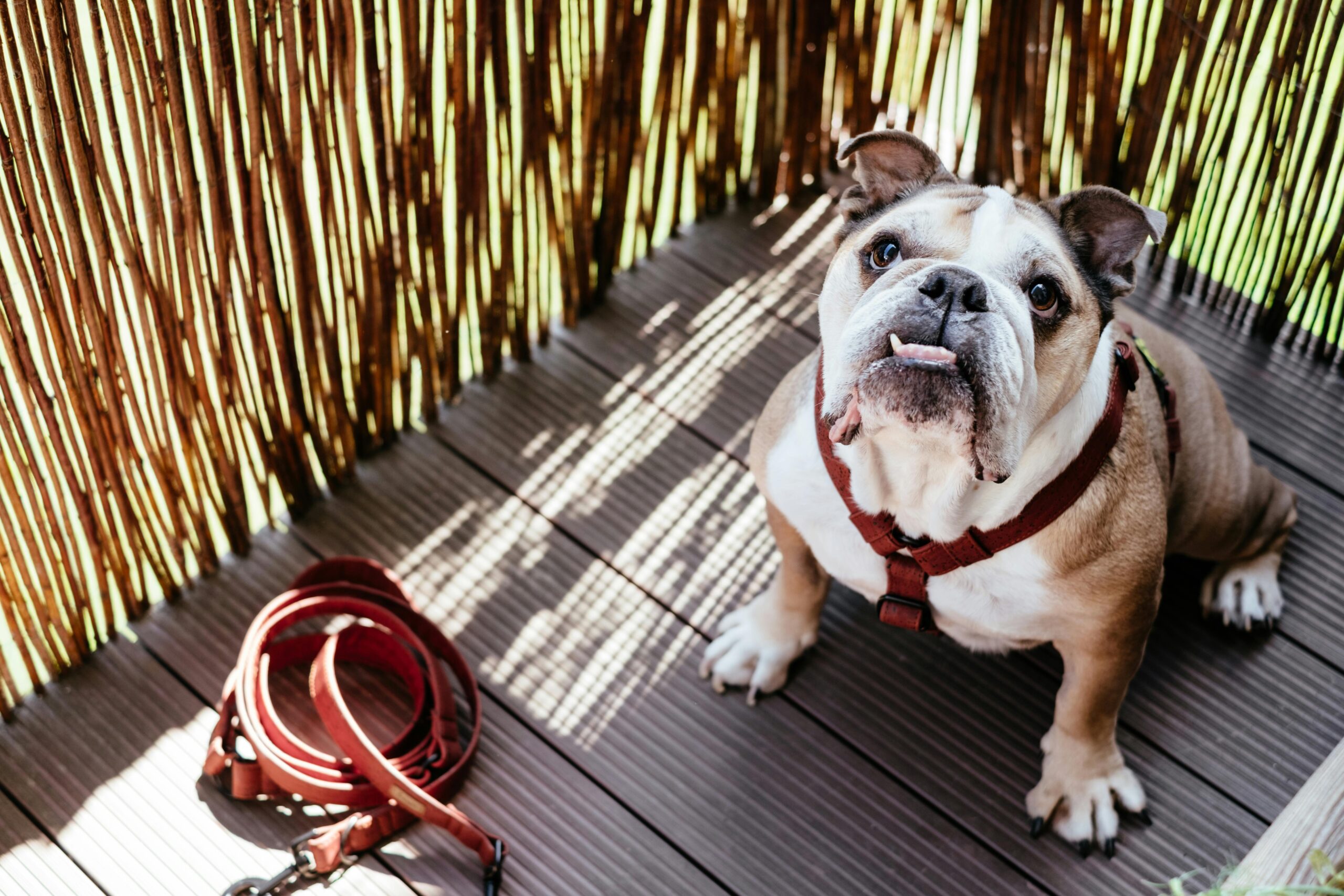english bulldog dog names
