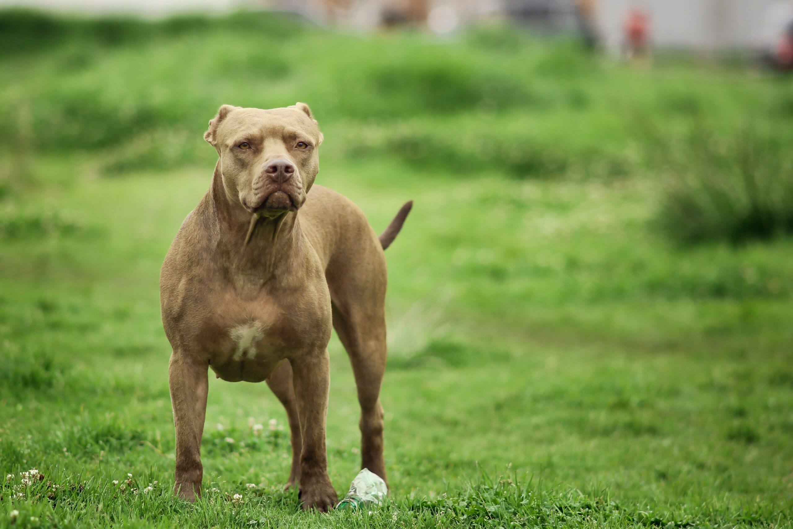 female american pitbull terrier dog names