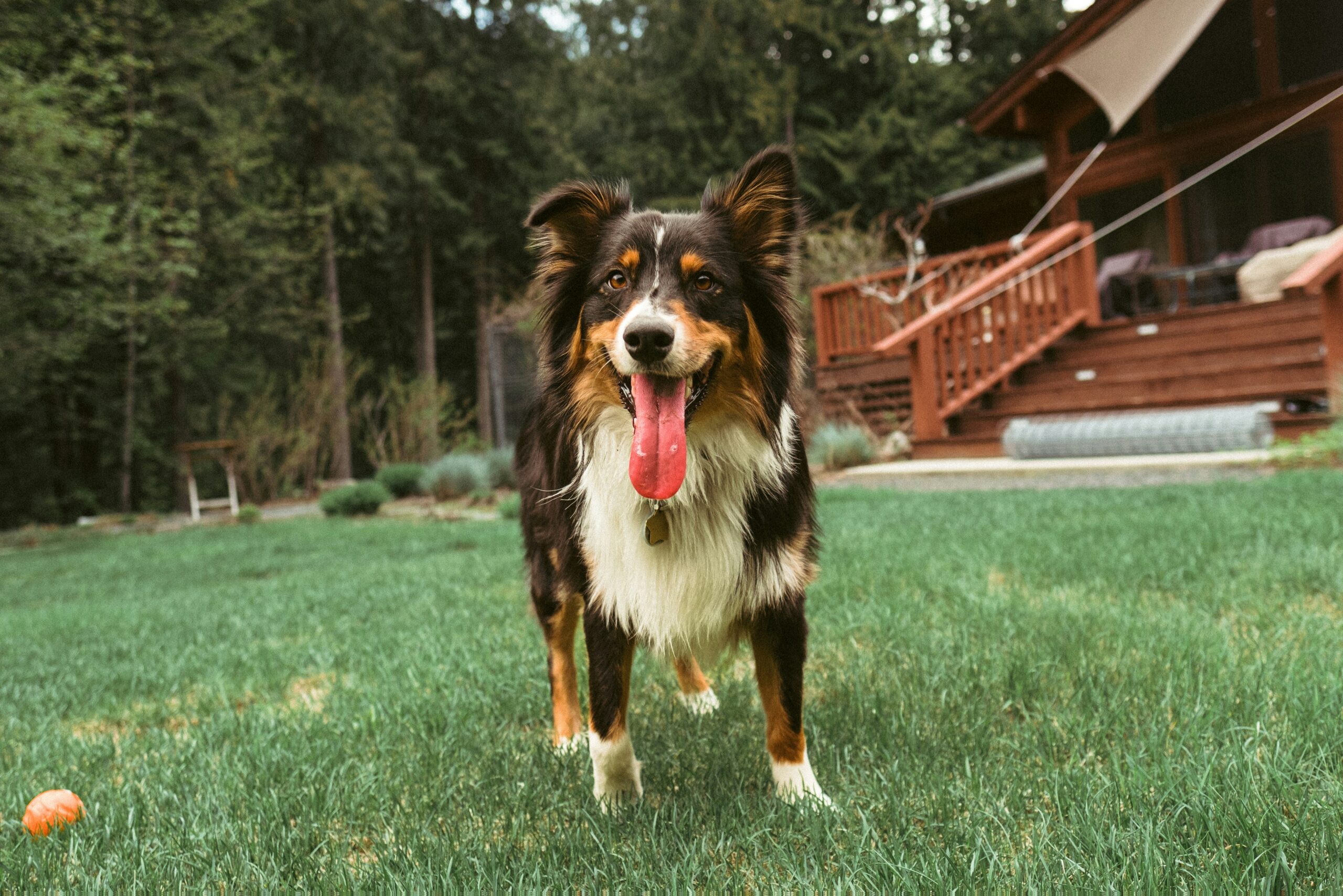 female australian shepherd dog names