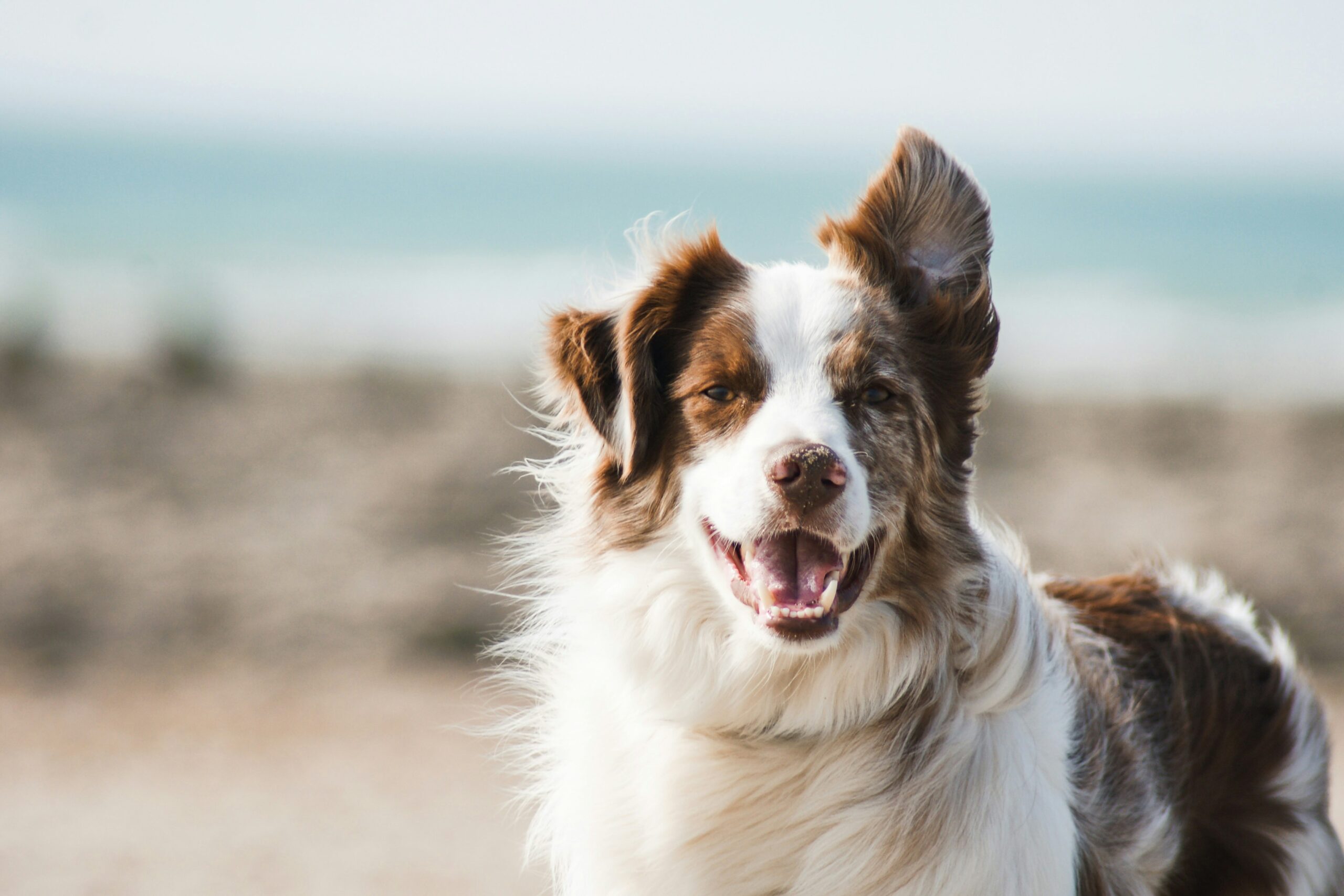 female beach dog names