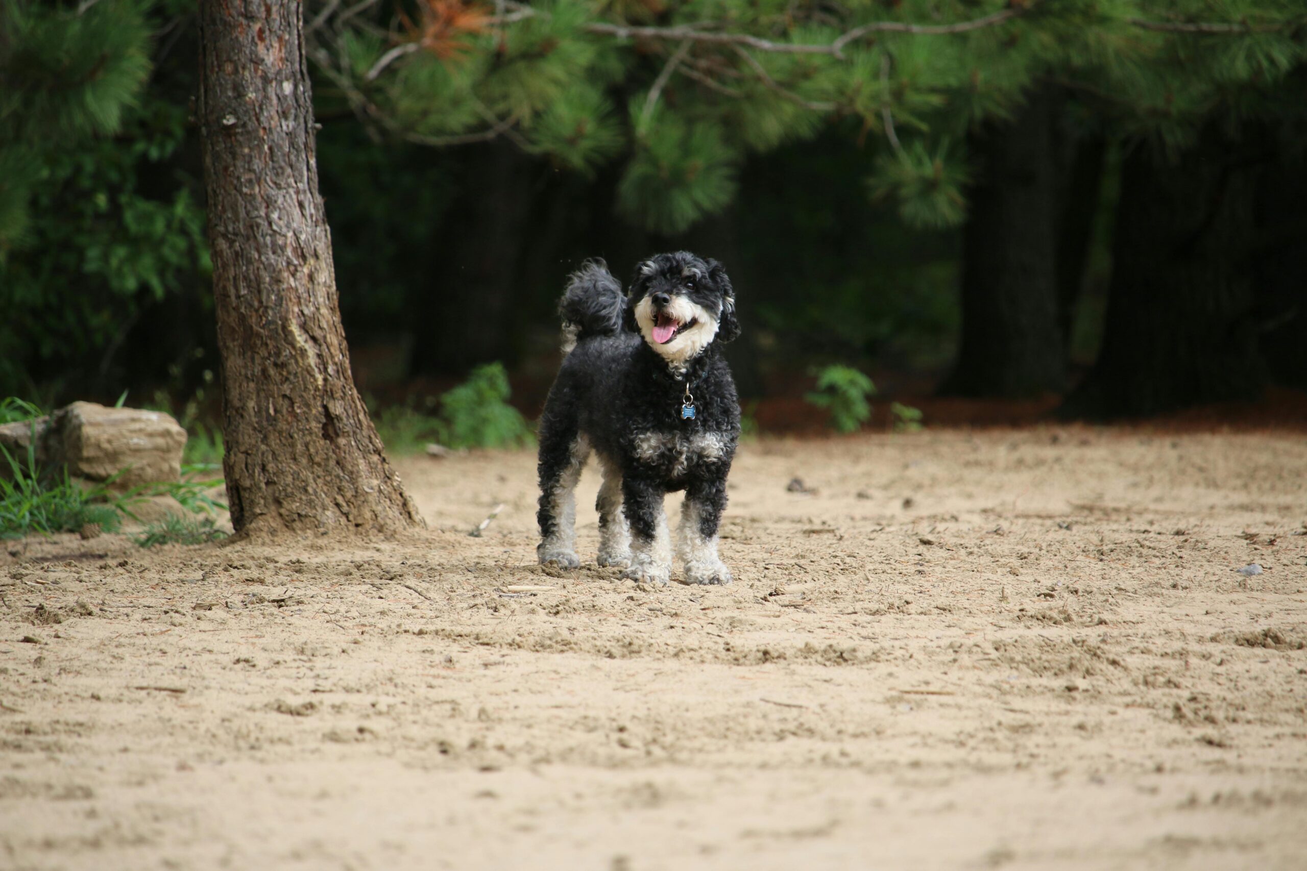 female bernedoodle dog names