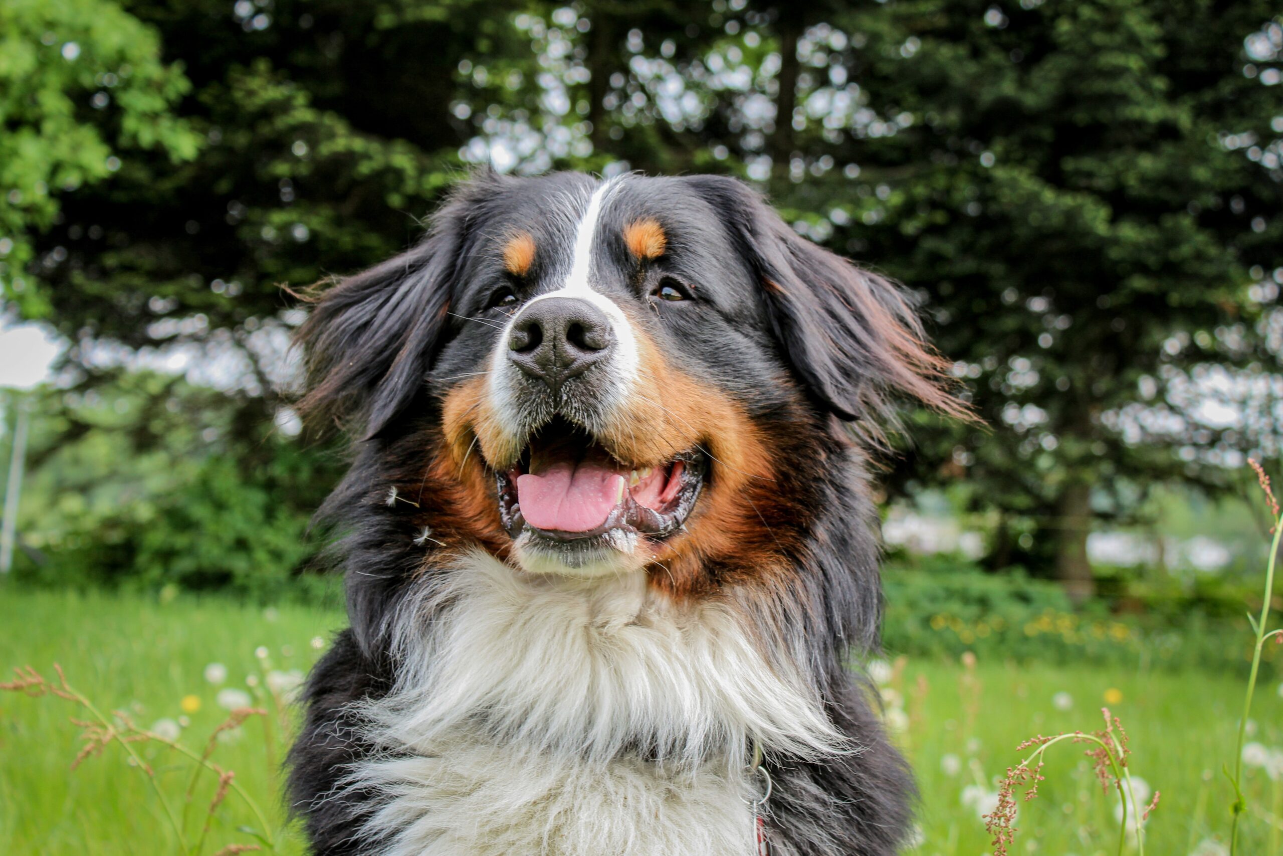 female bernese mountain dog dog names