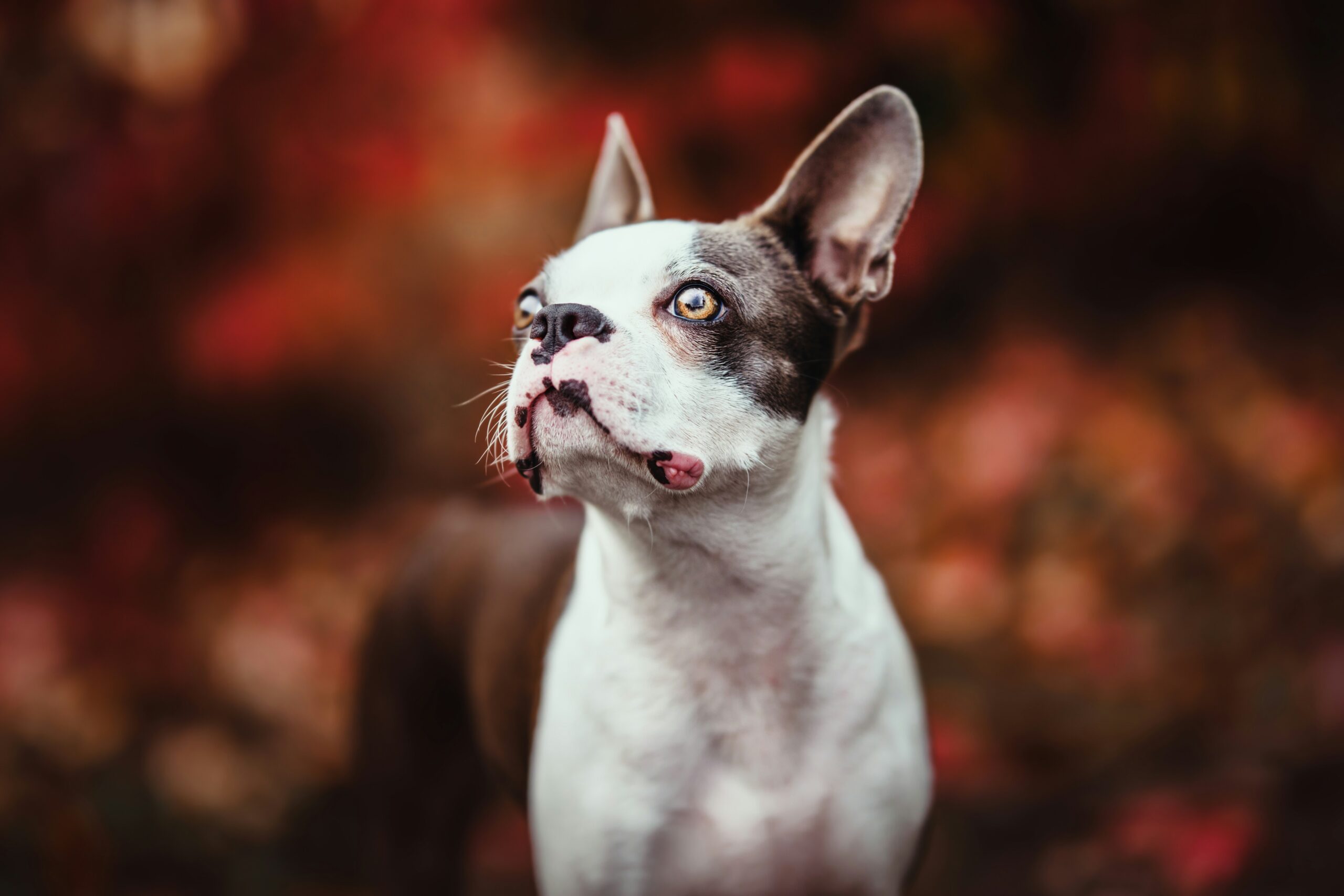 female boston terrier dog names