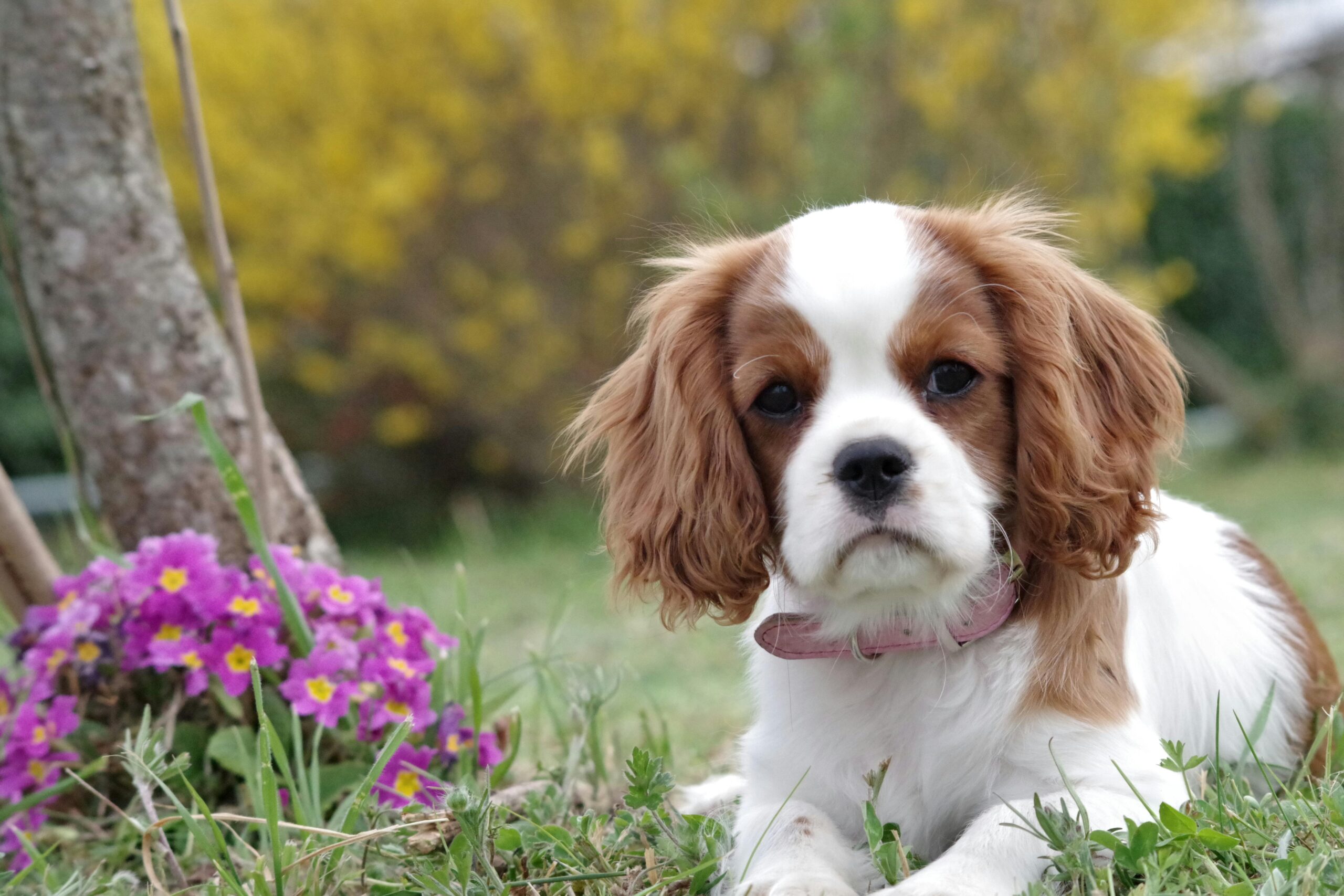 female cavalier king charles spaniel dog names
