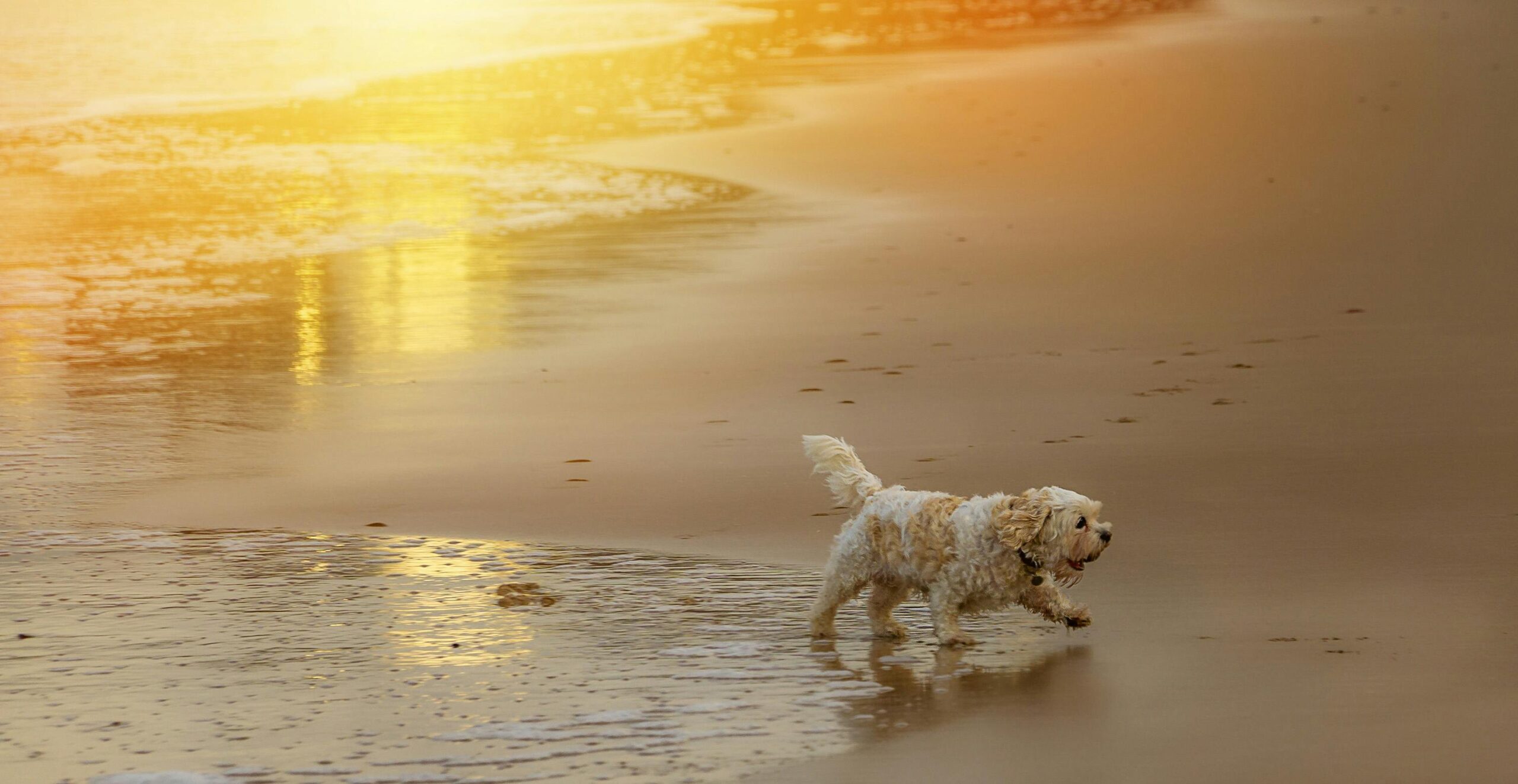 female cavapoo dog names