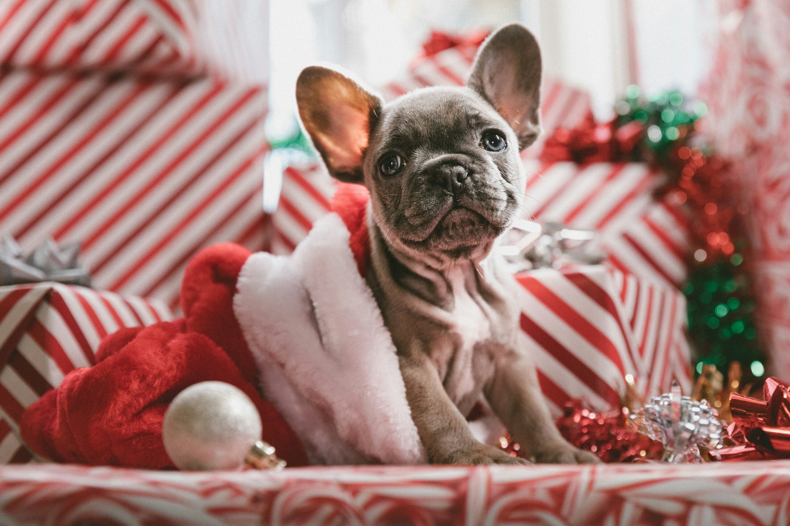 female christmas dog names