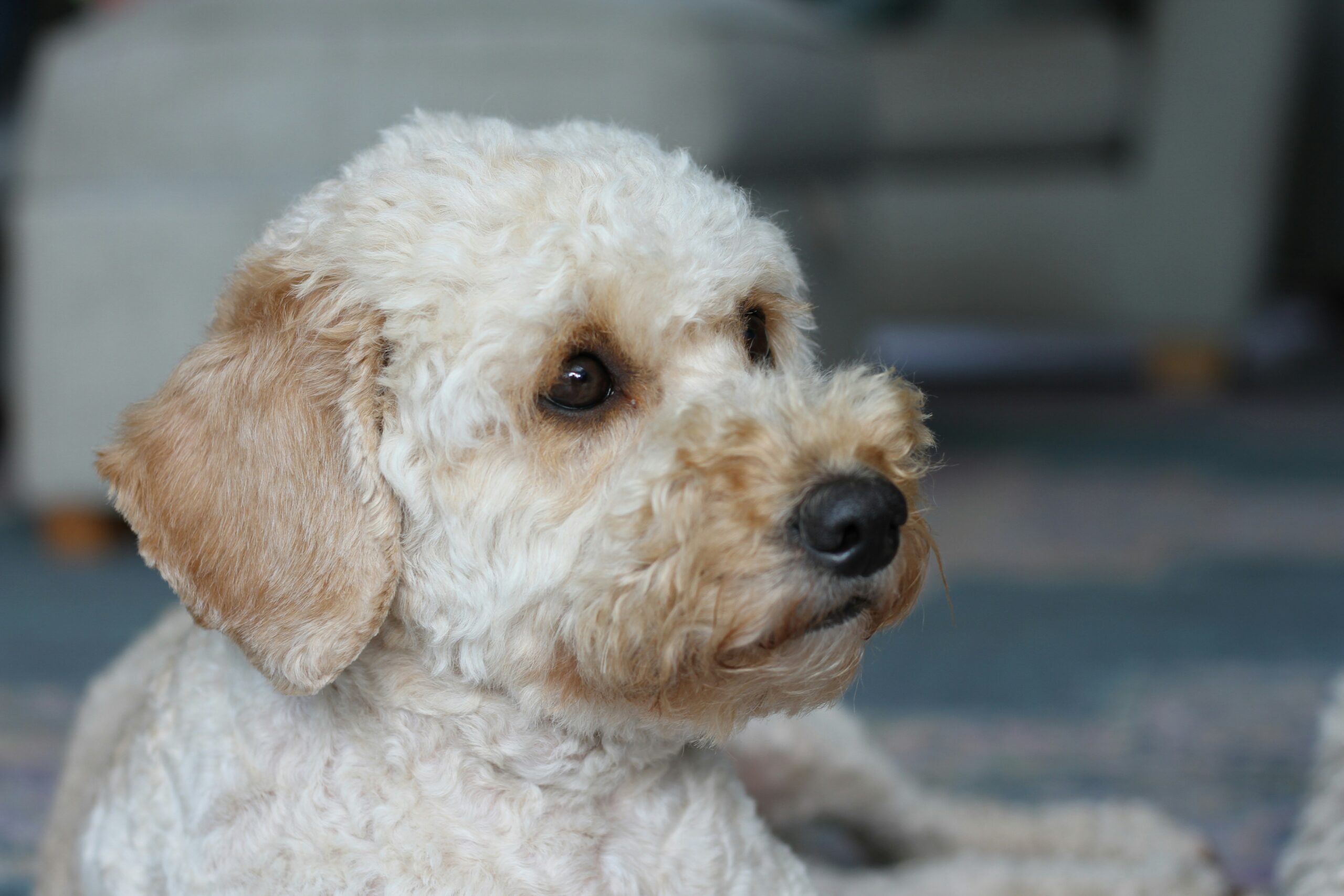 female cockapoo dog names