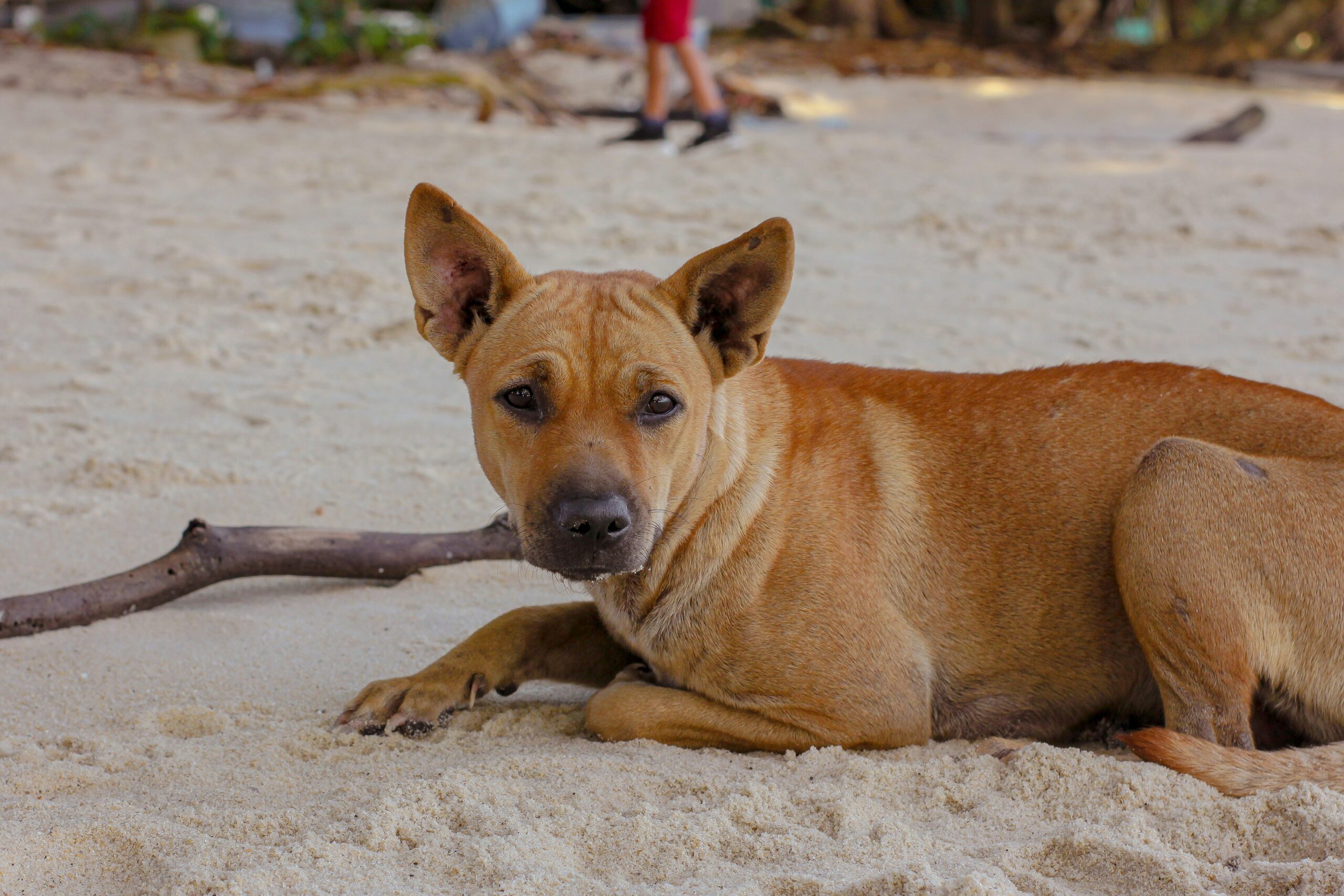 female cuban dog names