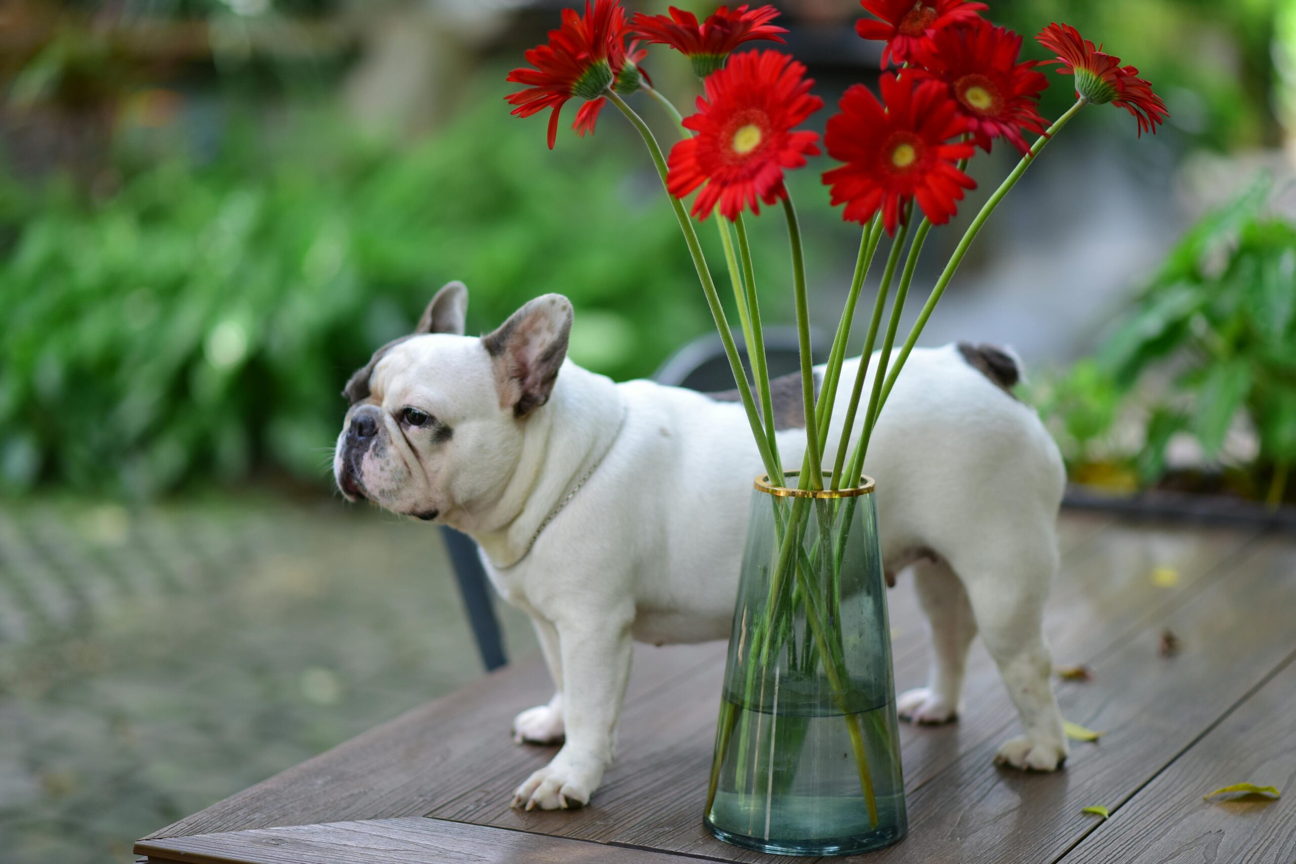female french bulldog dog names