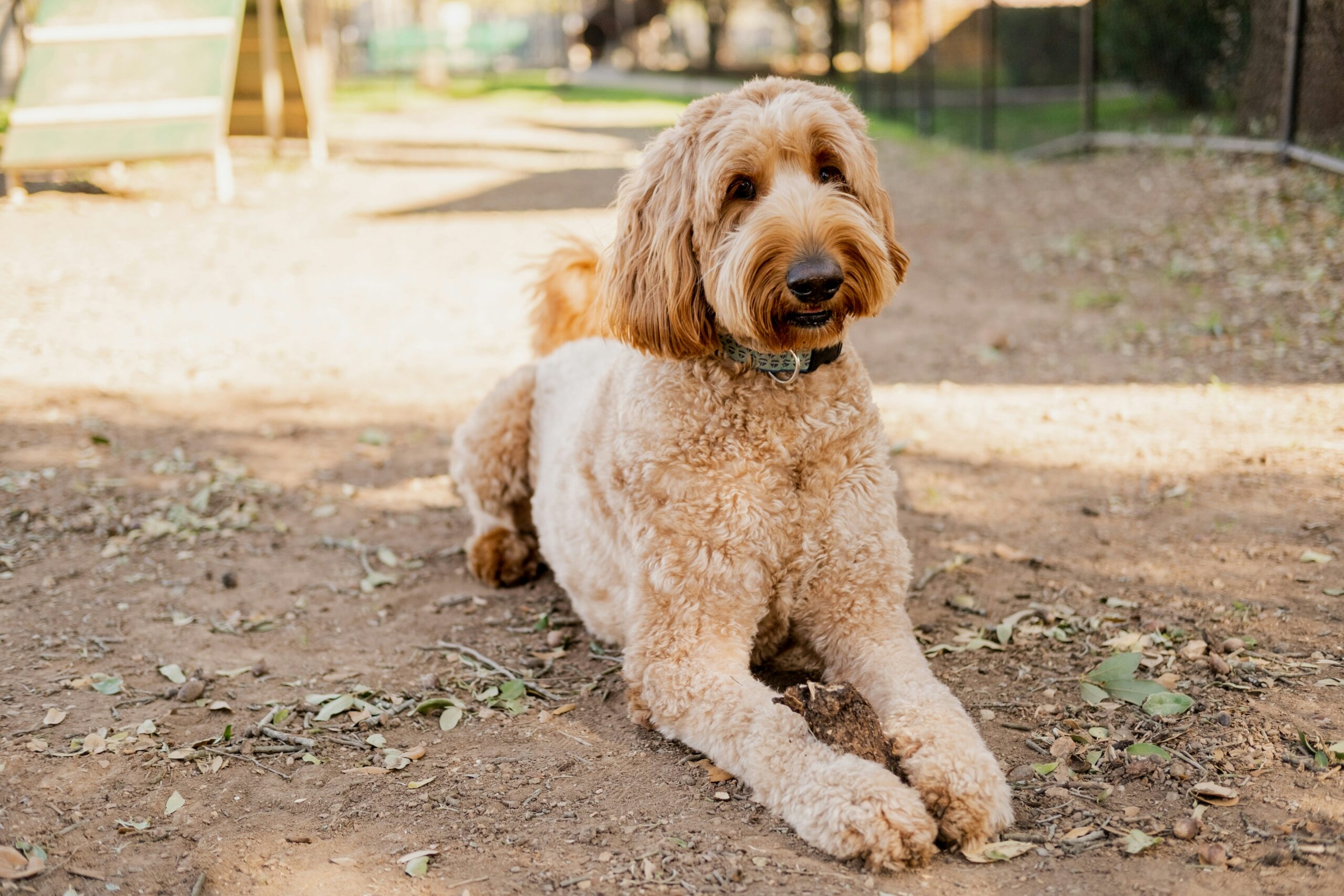 female goldendoodle dog names