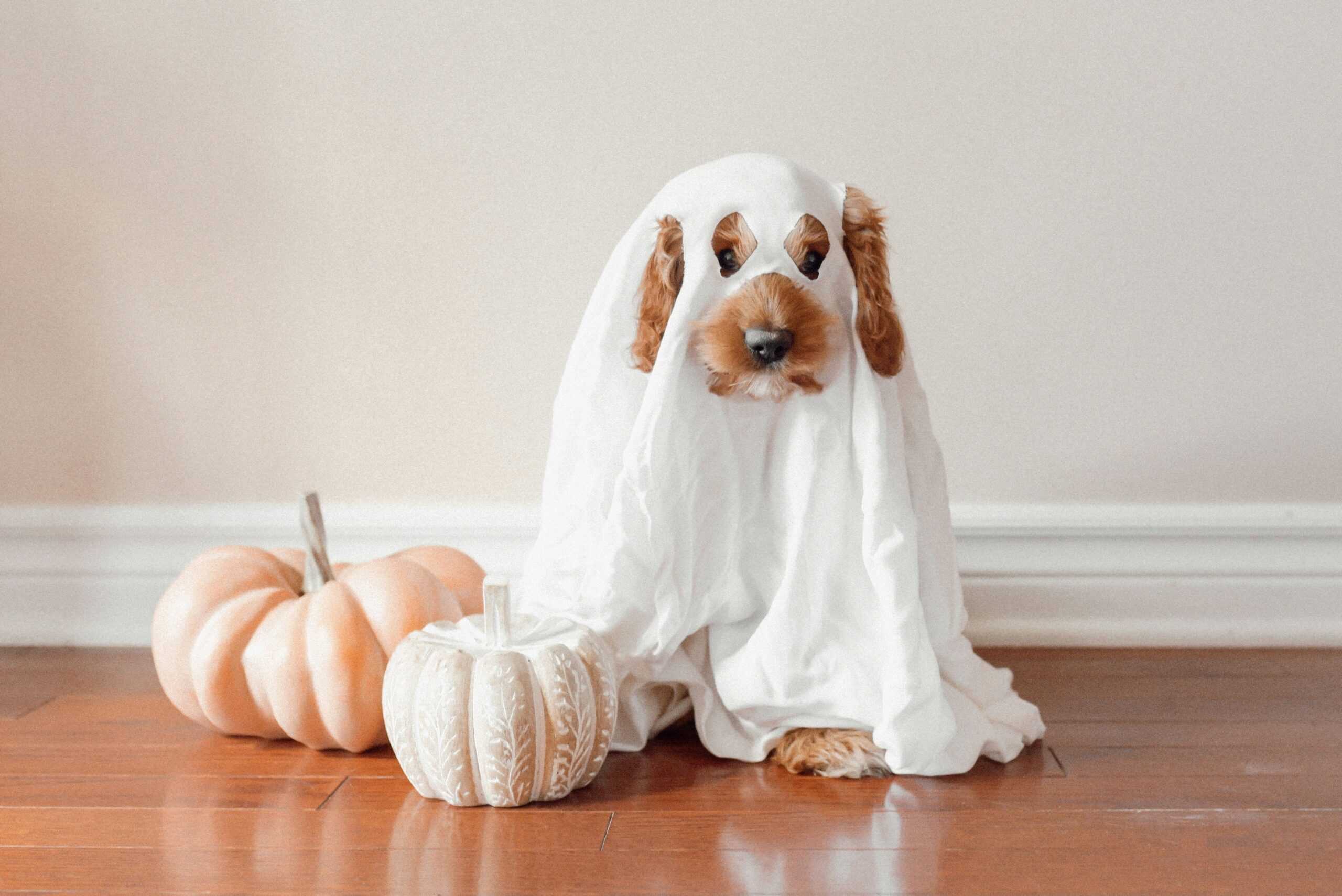 female halloween dog names