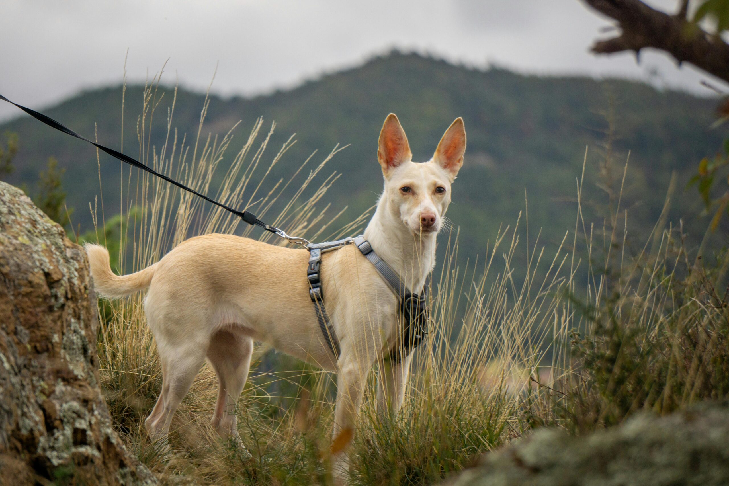 female italian dog names