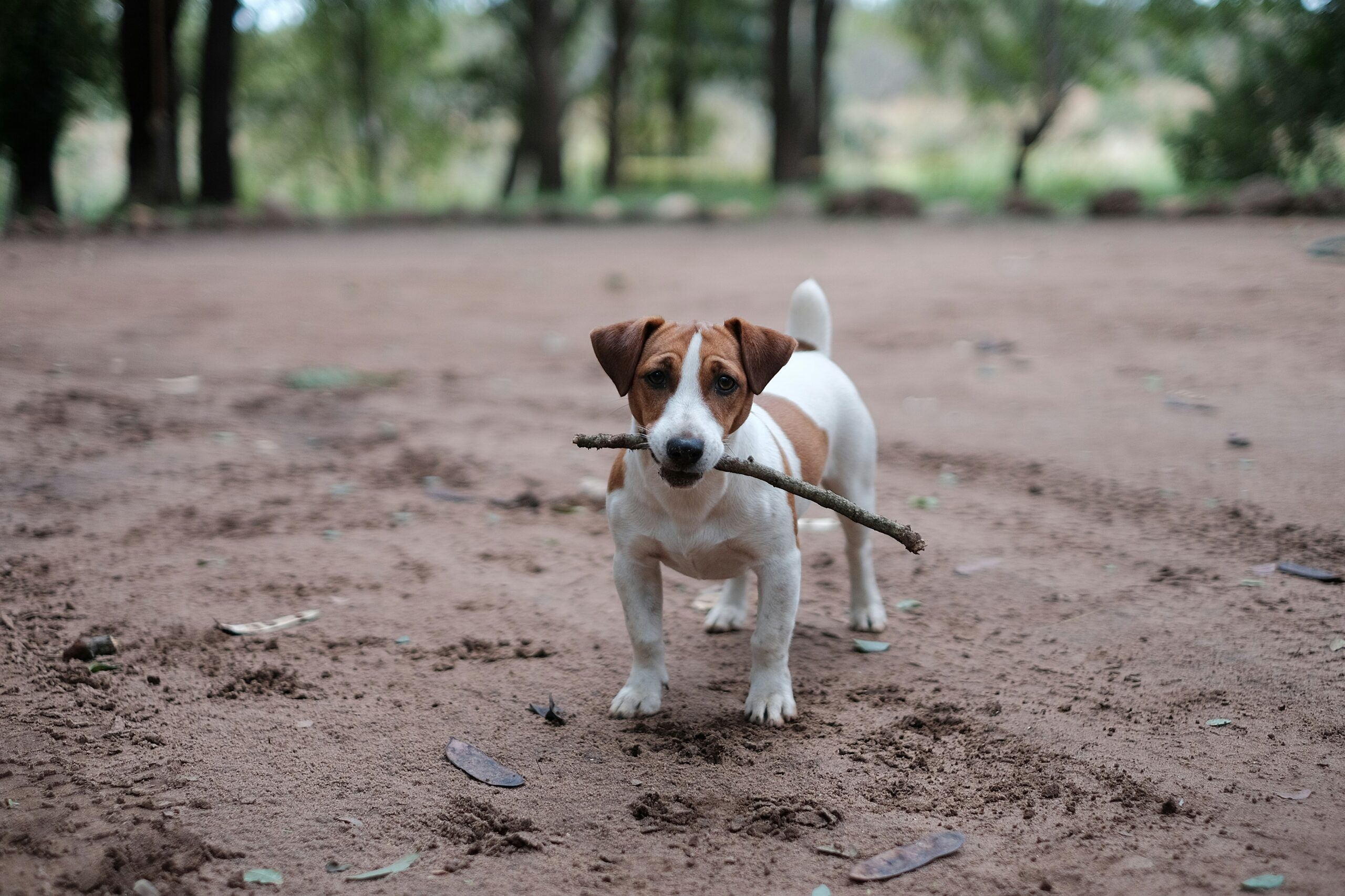 female jack russell terrier dog names