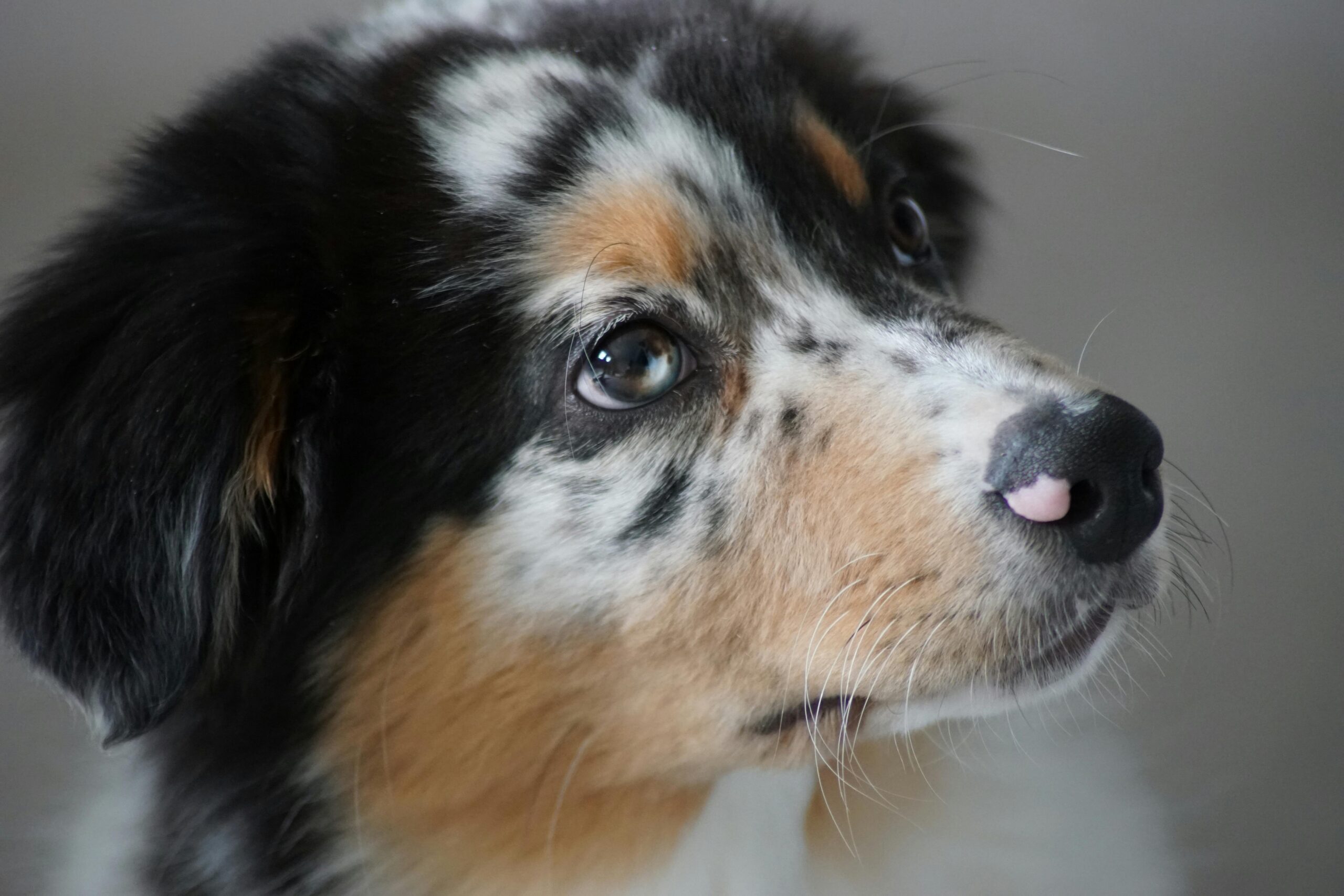female miniature australian shepherd dog names