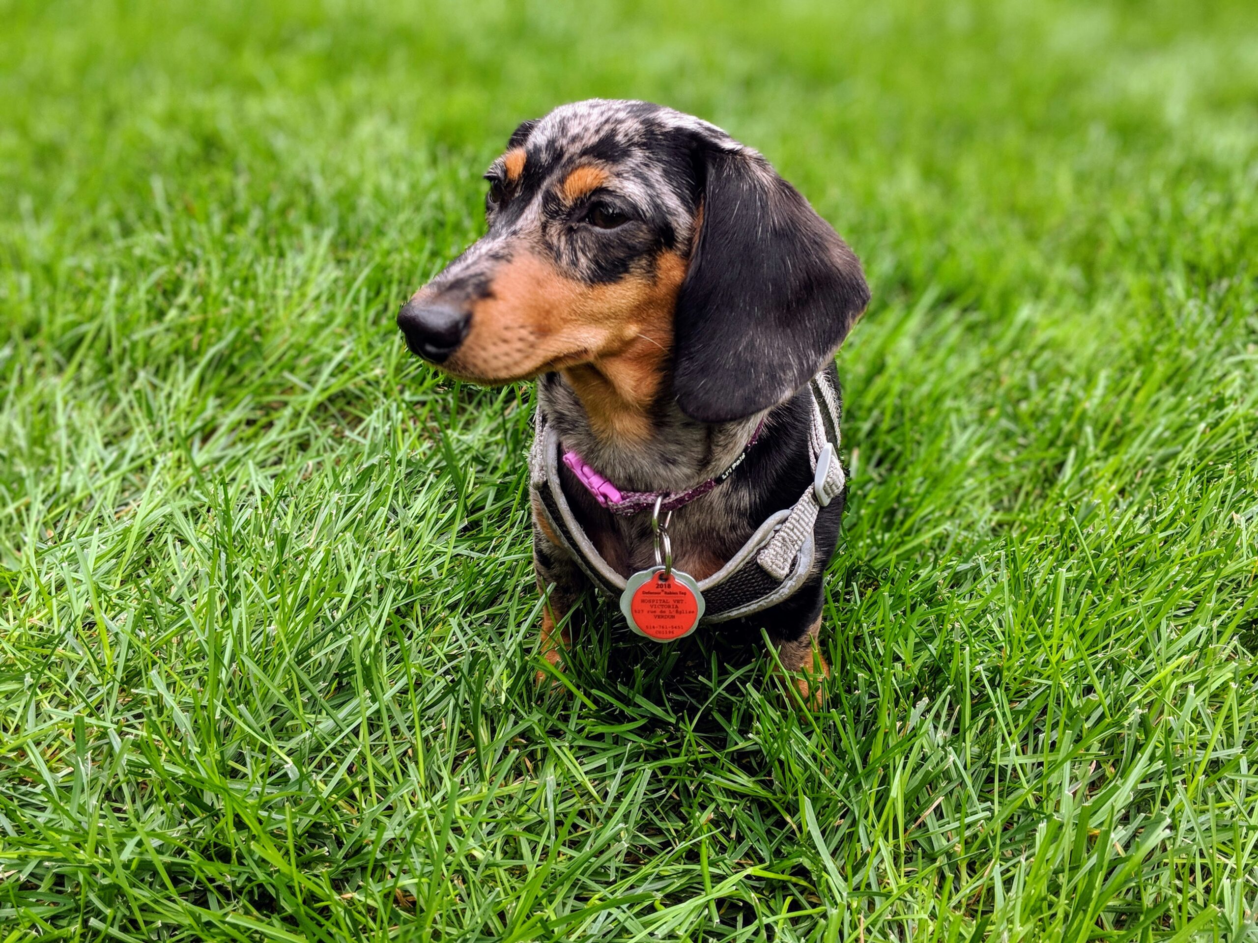 female miniature dachshund dog names
