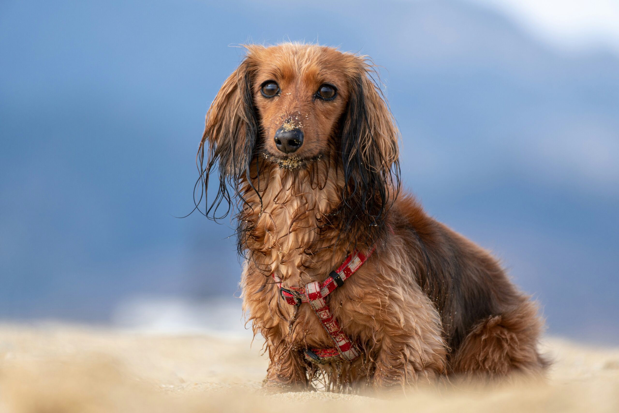 female miniature long-haired dachshund dog names