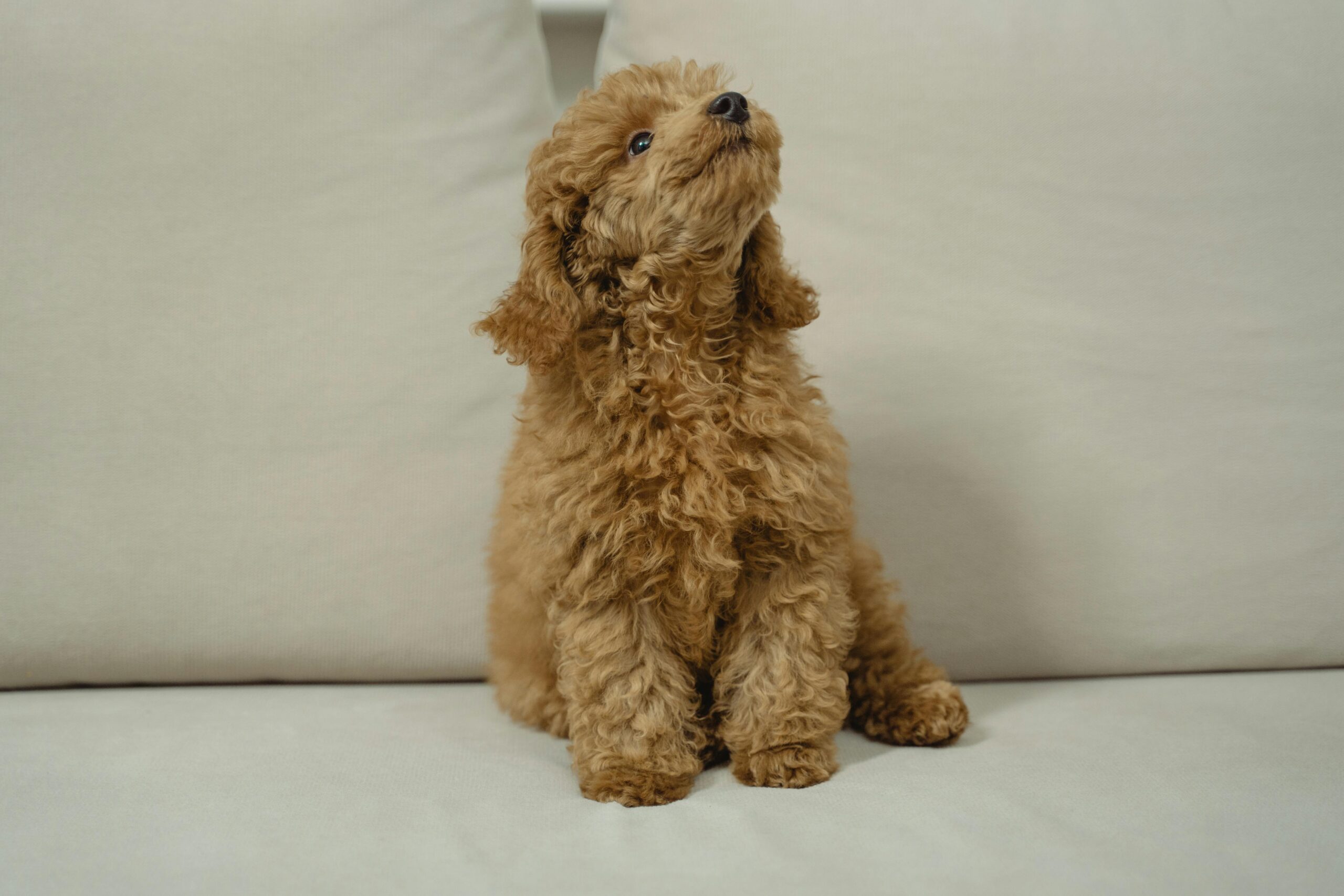female miniature poodle dog names
