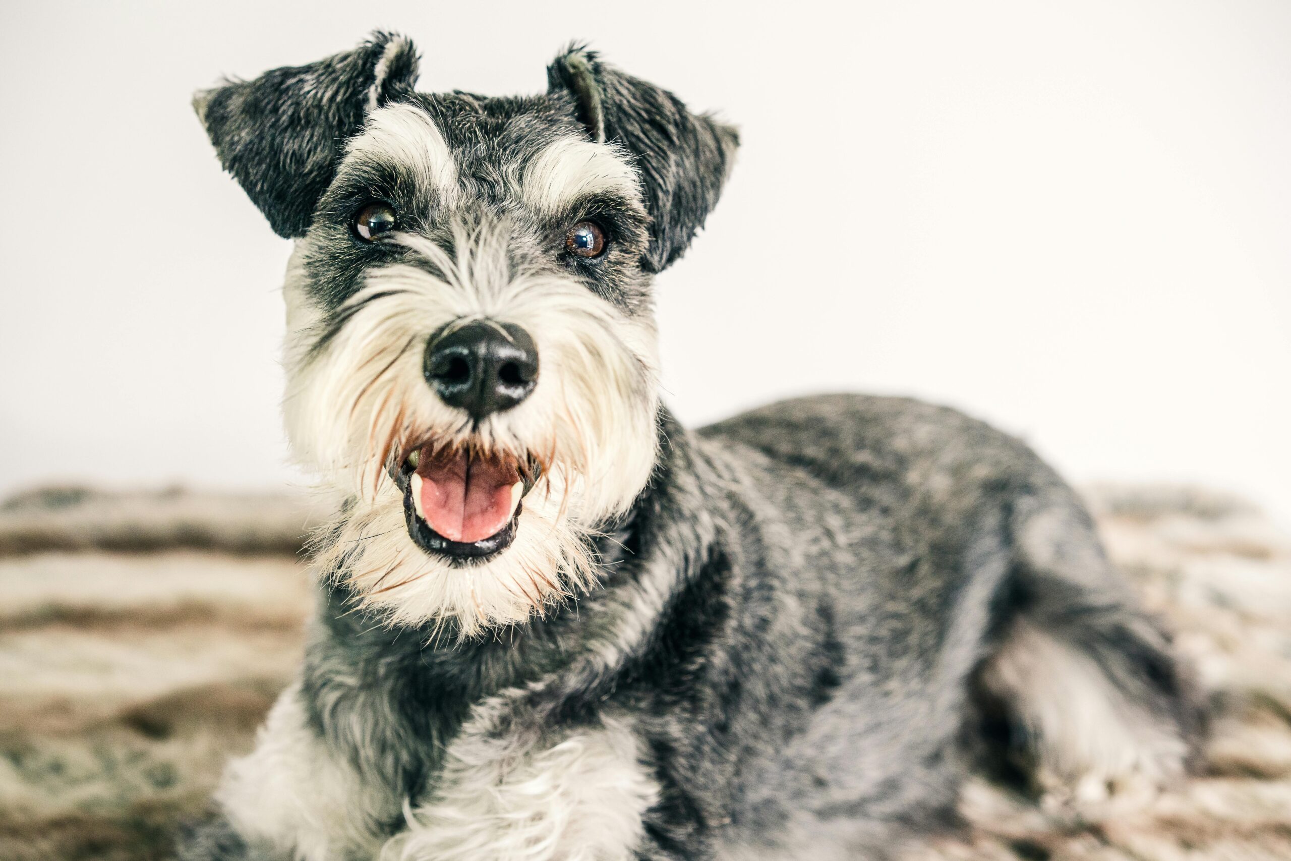 female miniature schnauzer dog names