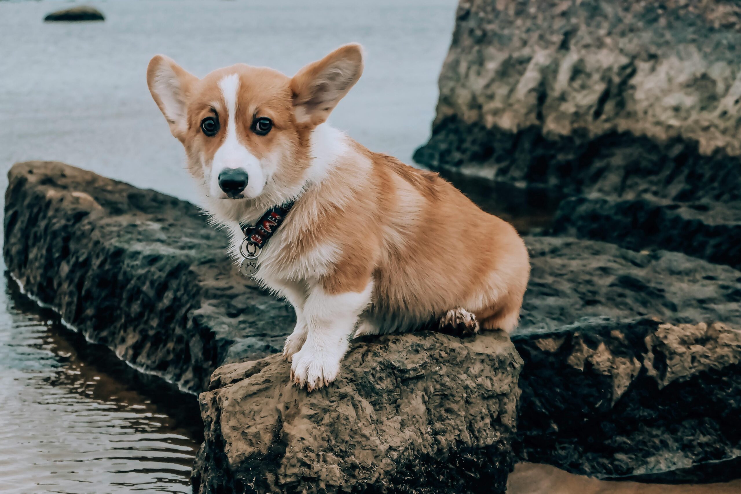 female pembroke welsh corgi dog names
