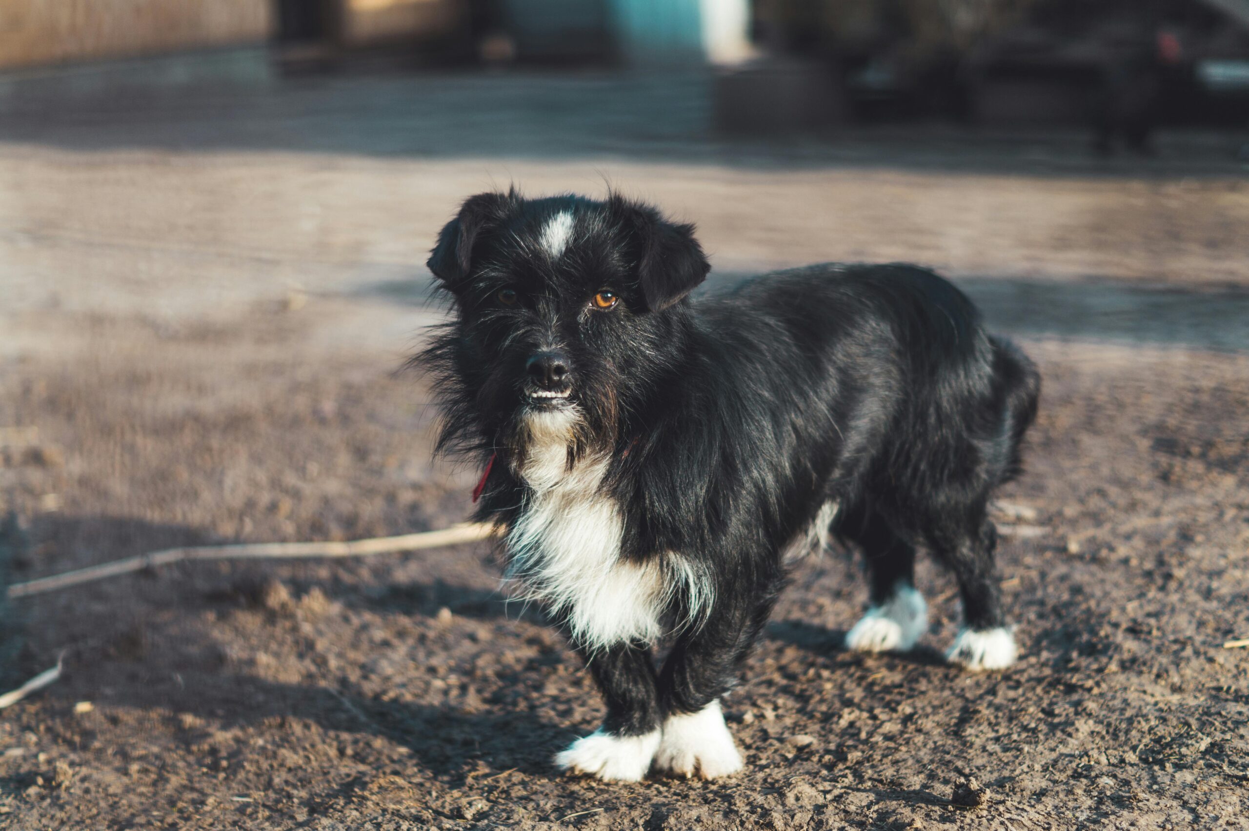 female romanian dog names