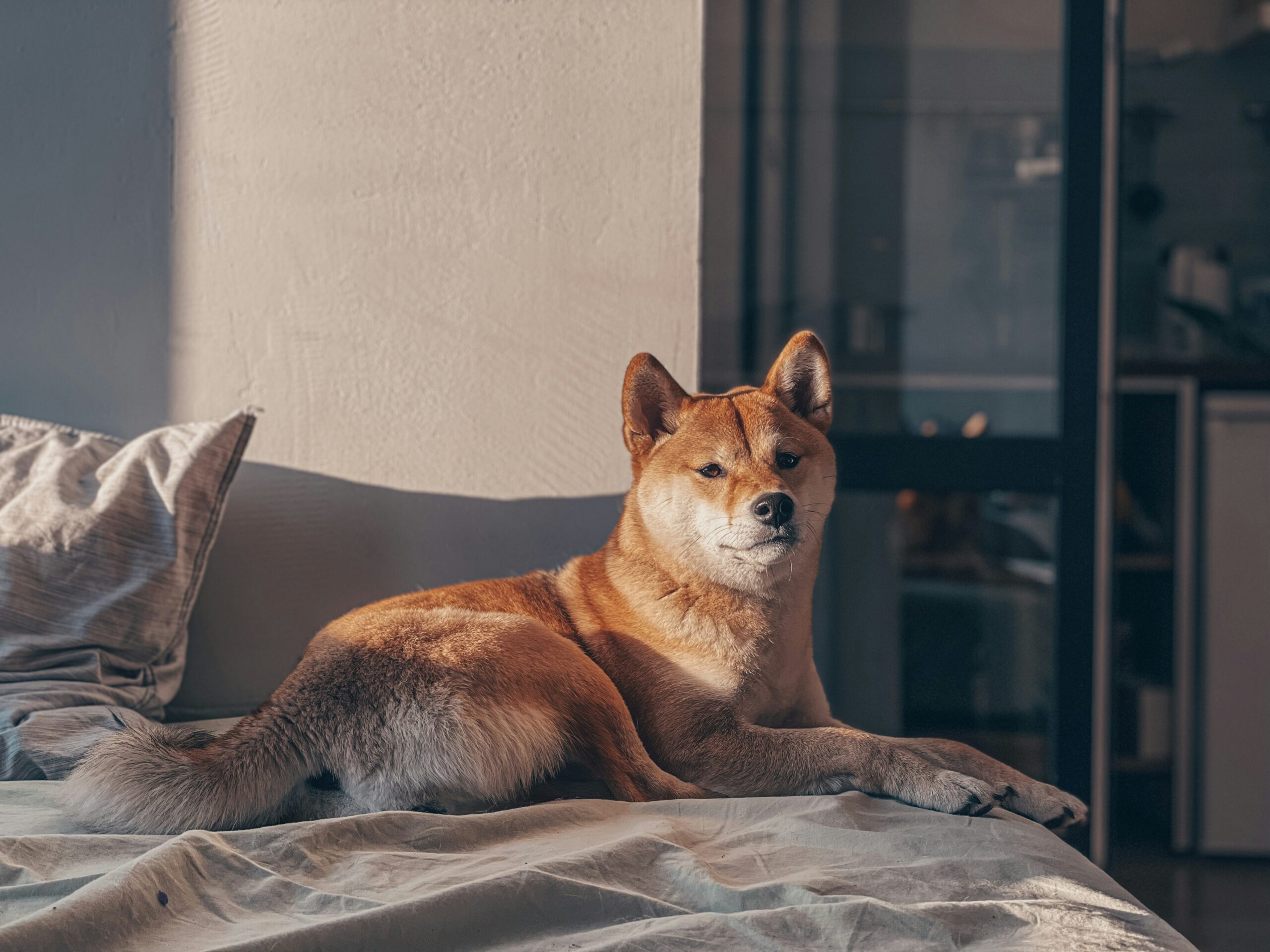 female shiba inu dog names