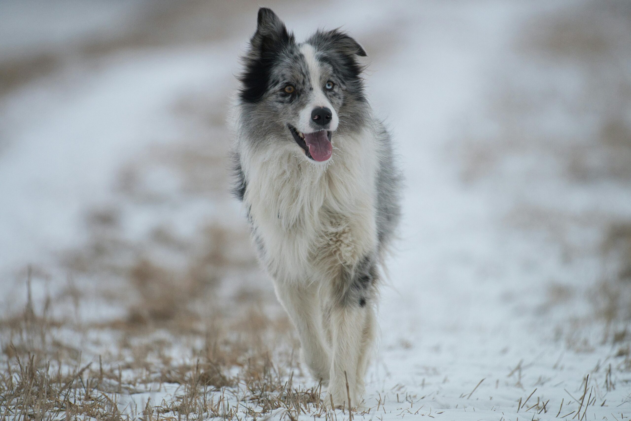 female slovakian dog names