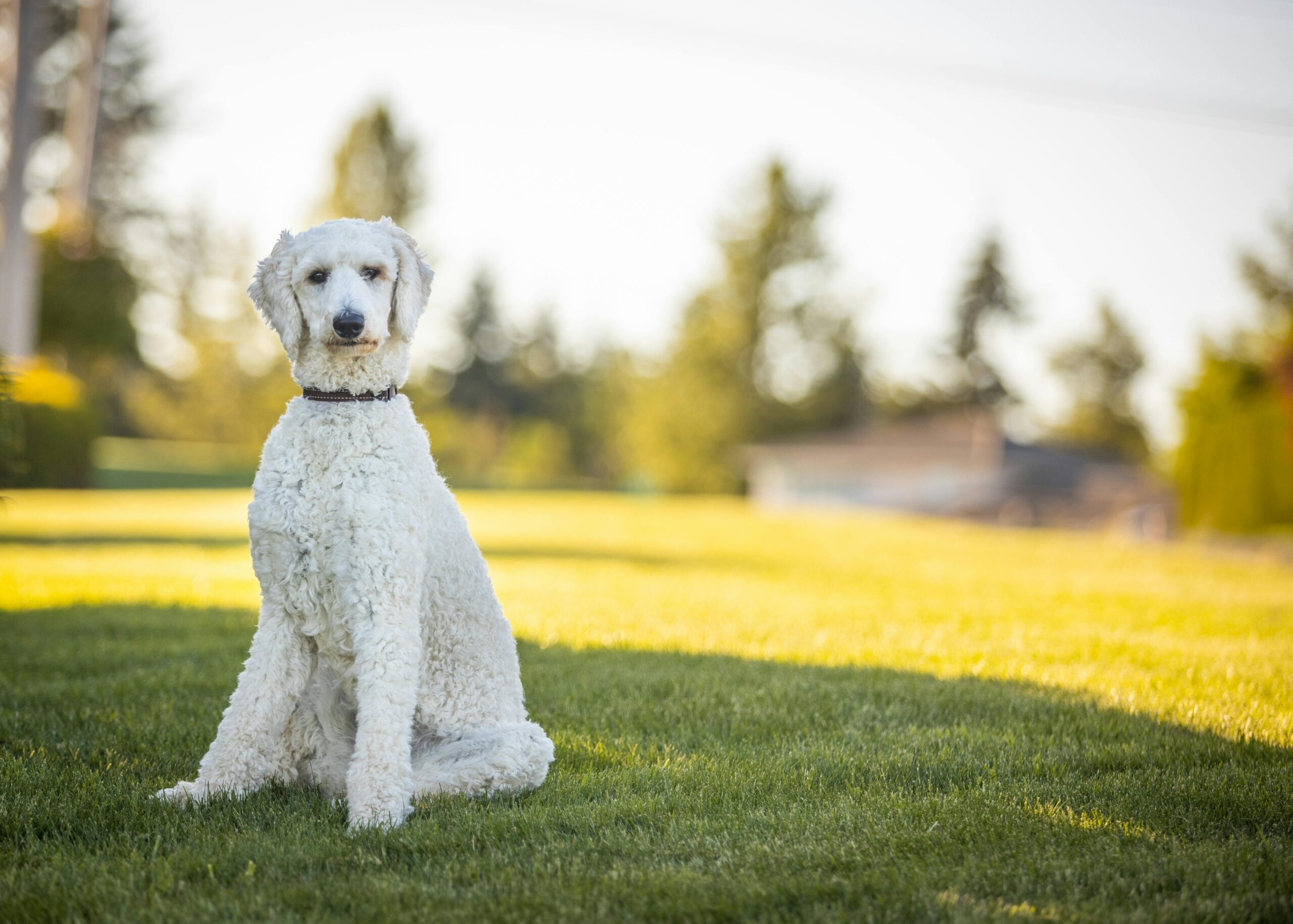 female standard poodle dog names