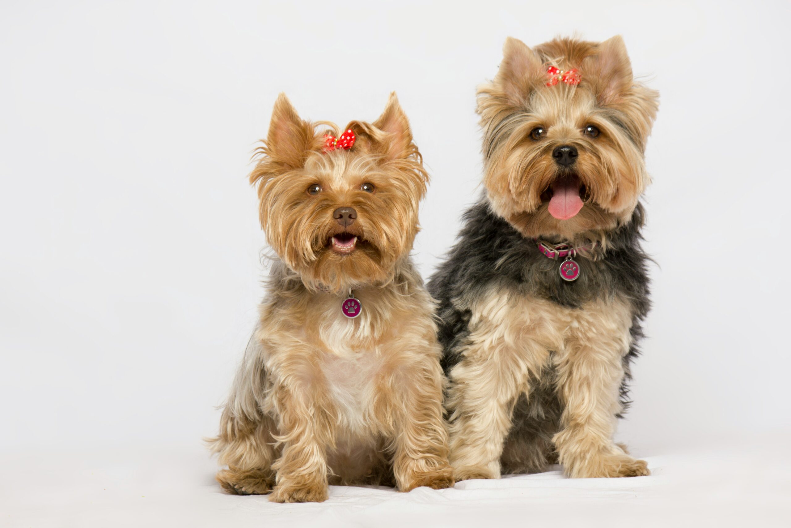 female yorkshire terrier dog names
