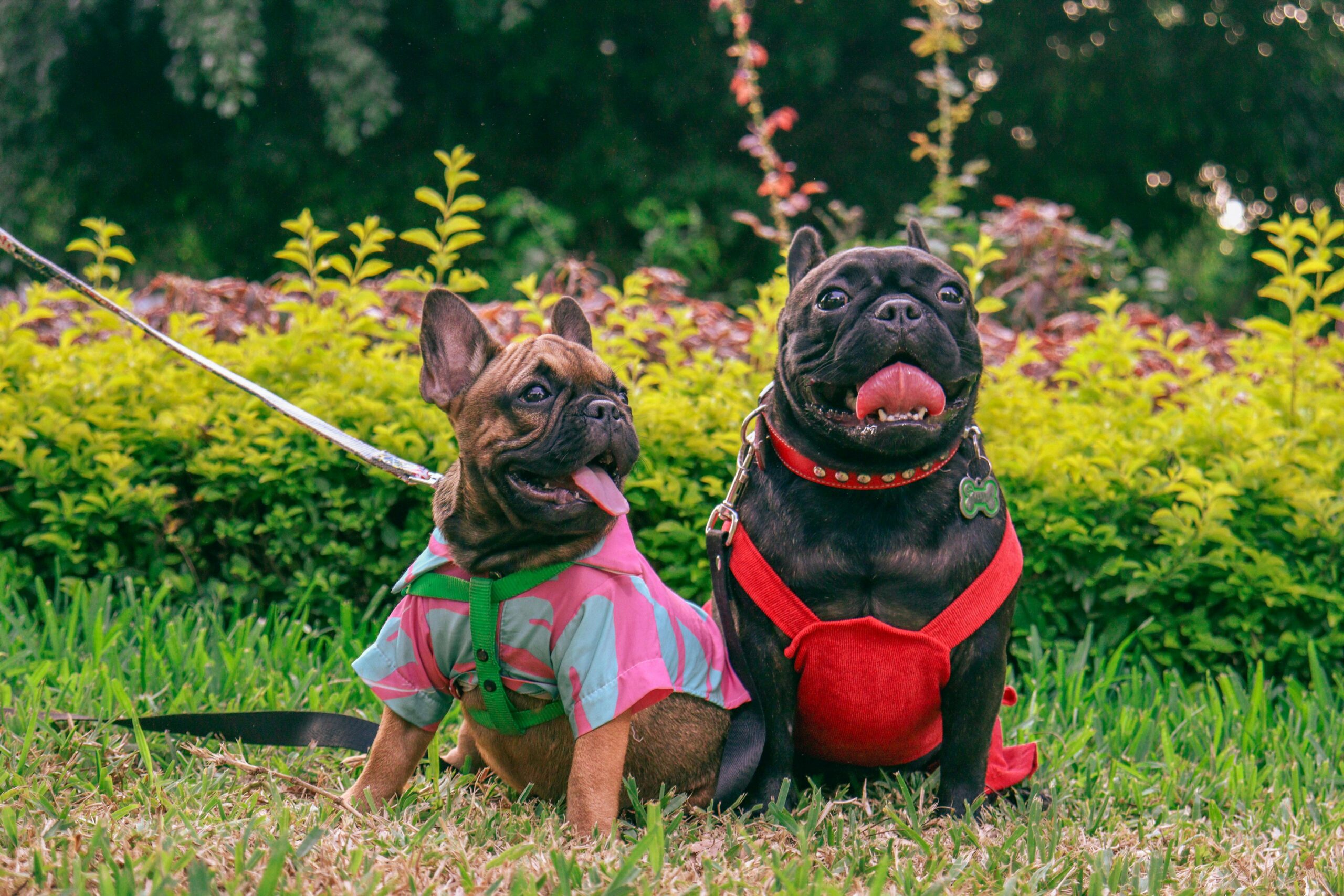 french bulldog dog names