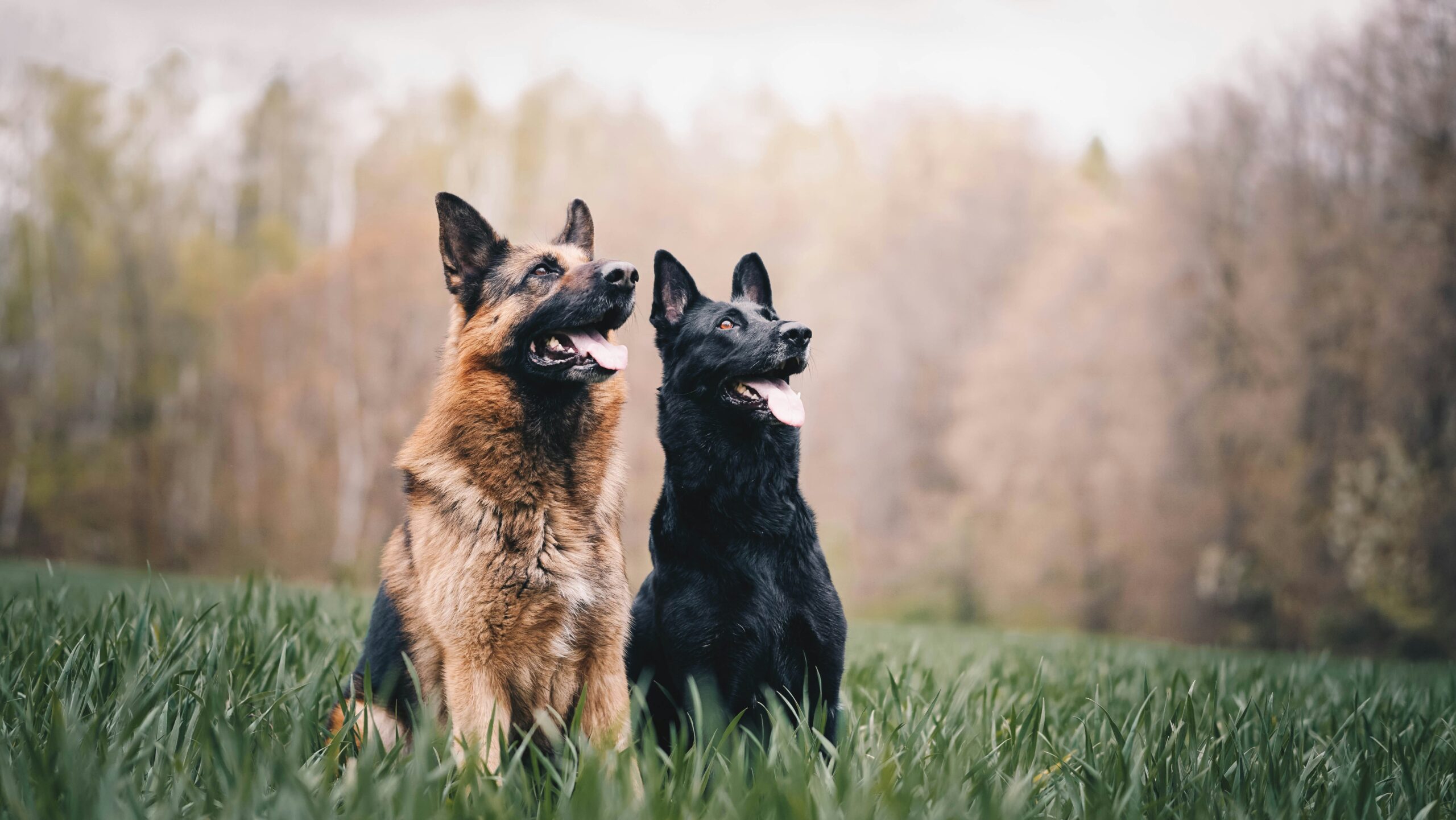 german shepherd dog names