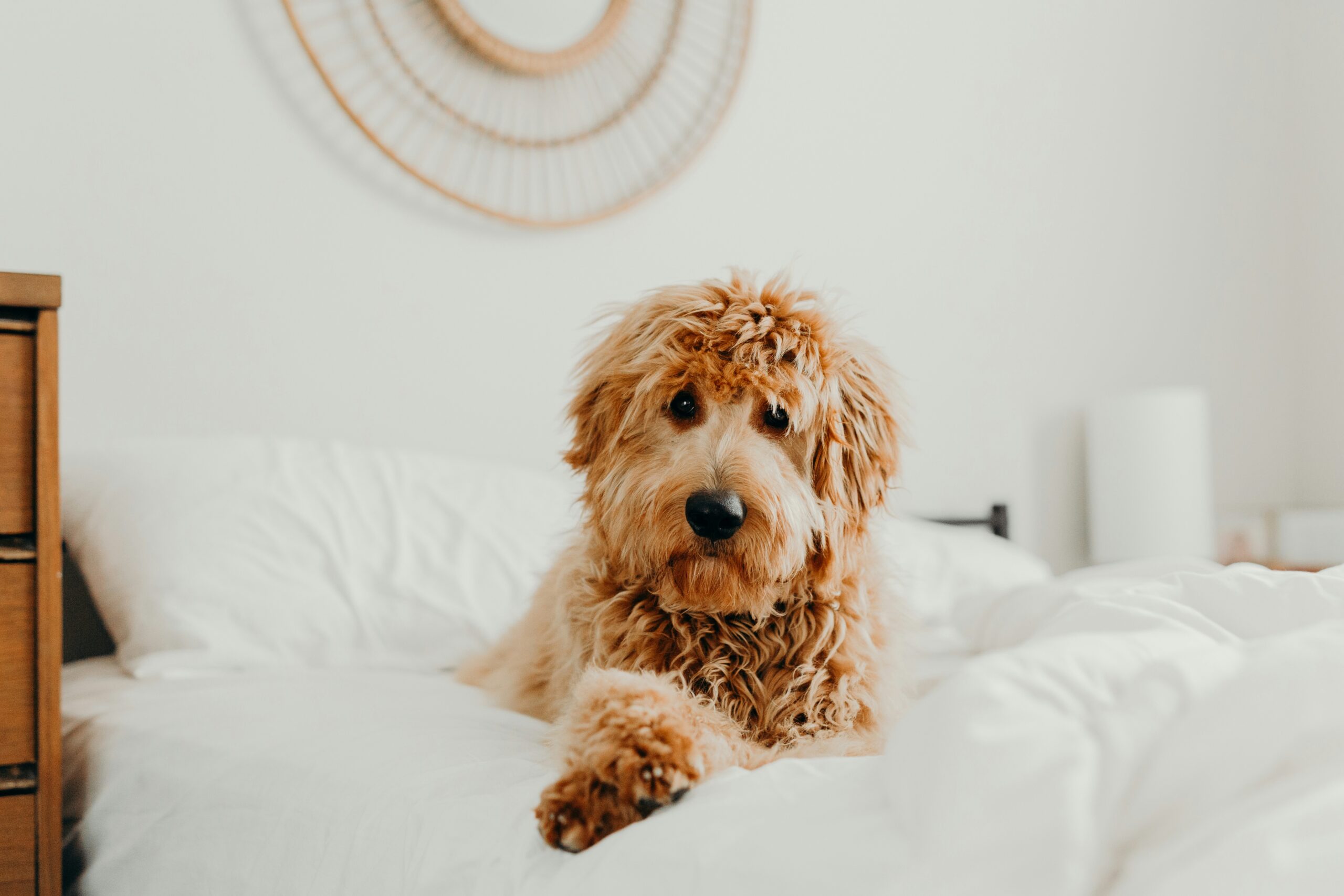 goldendoodle dog names