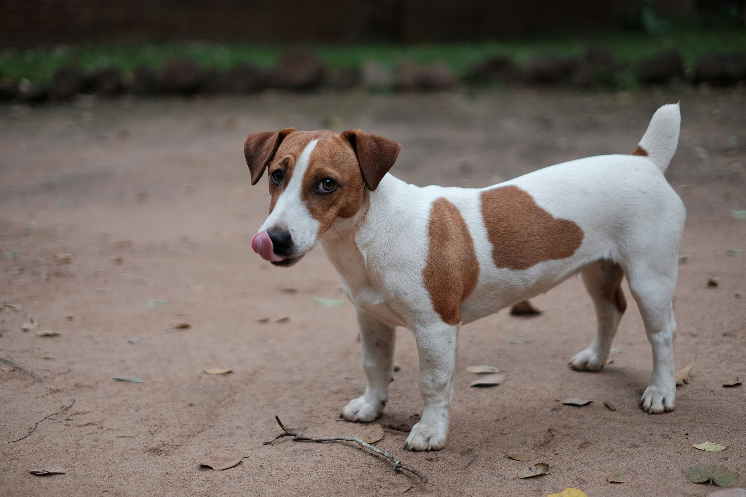jack russell terrier dog names
