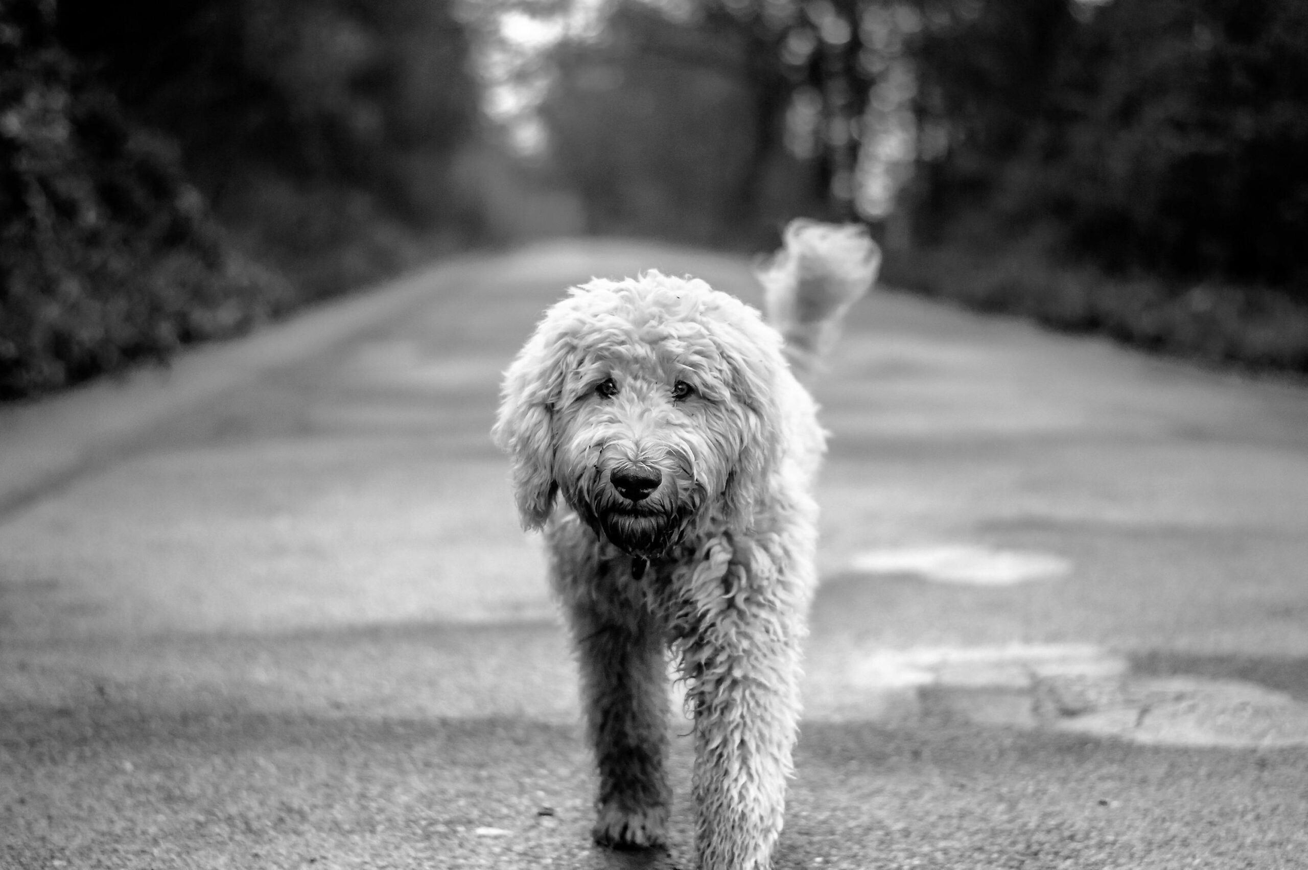 labradoodle dog names